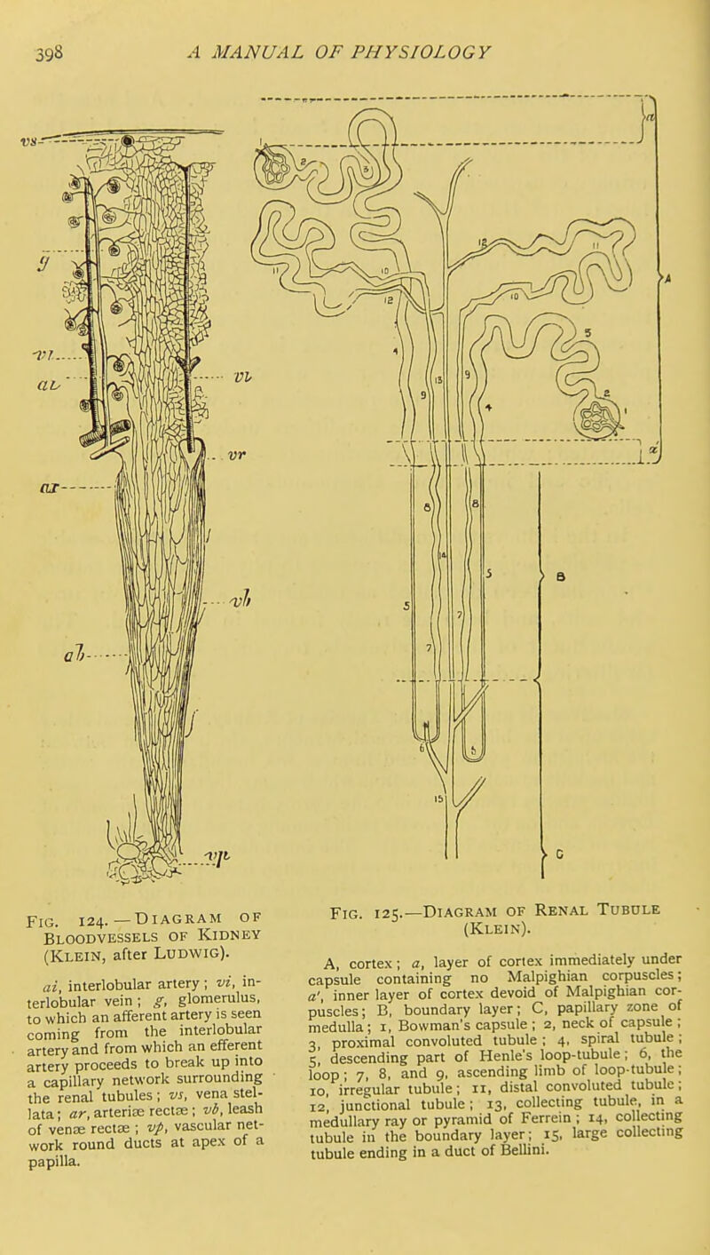 Fig. 124.—Diagram of Bloodvessels of Kidney (Klein, after Ludwig). ai, interlobular artery; vi, in- terlobular vein ; g, glomerulus, to which an afferent artery is seen coming from the interlobular artery and from which an efferent artery proceeds to break up into a capillary network surrounding the renal tubules; vs, vena stel- lata; ar, arteriee rectce; vb, leash of vente rectse ; vp, vascular net- work round ducts at apex of a papilla. Fig. 125.—Diagram of Renal Tubole (Klein). A, cortex; a, layer of cortex immediately under capsule containing no Malpighian corpuscles; a', inner layer of cortex devoid of Malpighian cor- puscles; B, boundary layer; C, papillary zone of medulla; i. Bowman's capsule ; 2, neck of capsule ; 3 proximal convoluted tubule; 4, spiral tubule; c, descending part of Henle's loop-tubule; 6, the loop ; 7, 8, and 9, ascending limb of loop-tubule; 10 irregular tubule; 11, distal convoluted tubule; 12', junctional tubule; 13, collecting tubule in a medullary ray or pyramid of Ferrem ; 14, coUectmg tubule in the boundary layer; 15, large collecting tubule ending in a duct of Bellini.