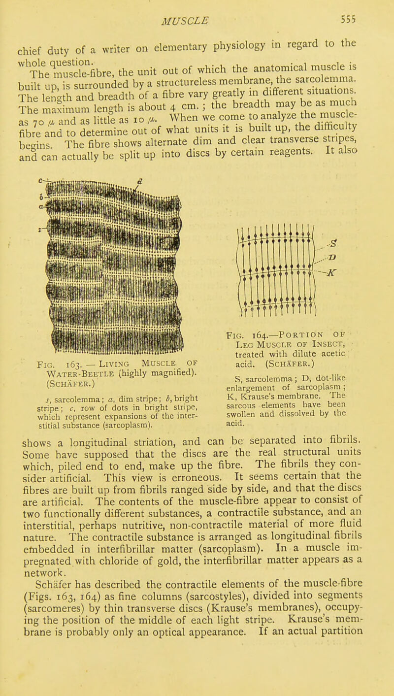 regard to the chief duty of a writer on elementary physiology in  The musdefibre, the unit out of which the anatomical muscle is built UD is surrounded by a structureless membrane, the sarcolemma. The leng h and breadth Jf a fibre vary greatly in different situations^ The max mum length is about 4 cm.; the breadth may be as much as 70 a and as little as 10 ,a. When we come to analyze the rnuscle- fibre and to determine out of what units it is built up, the difficulty begins The fibre shows alternate dim and clear transverse stripes, and can actually be split up into discs by certain reagents. It also Fig. 163. — Living Muscle of Water-Beetle (highly magnified). (SCHAFER.) s, sarcolemma; a, dim stripe; b, bright stripe; c, row of dots in bright stripe, which represent expansions of the inter- stitial substance (sarcoplasm). Fig. 164.—Portion of Leg Muscle of Insect, treated with dilute acetic acid. (Schafer.) S, sarcolemma; D, dot-like enlargement of sarcoplasm ; K, Krause's membrane. The sarcous elements have been swollen and dissolved by the acid. shows a longitudinal striation, and can be separated into fibrils. Some have supposed that the discs are the real structural units which, piled end to end, make up the fibre. The fibrils they con- sider artificial. This view is erroneous. It seems certain that the fibres are built up from fibrils ranged side by side, and that the discs are artificial. The contents of the muscle-fibre appear to consist of two functionally different substances, a contractile substance, and an interstitial, perhaps nutritive, non-contractile material of rnore fluid nature. The contractile substance is arranged as longitudinal fibrils embedded in interfibrillar matter (sarcoplasm). In a muscle im- pregnated with chloride of gold, the interfibrillar matter appears as a network. Schafer has described the contractile elements of the muscle-fibre (Figs. 163, 164) as fine columns (sarcostyles), divided into segments (sarcomeres) by thin transverse discs (Krause's membranes), occupy- ing the position of the middle of each light stripe. Krause's mem- brane is probably only an optical appearance. If an actual partition