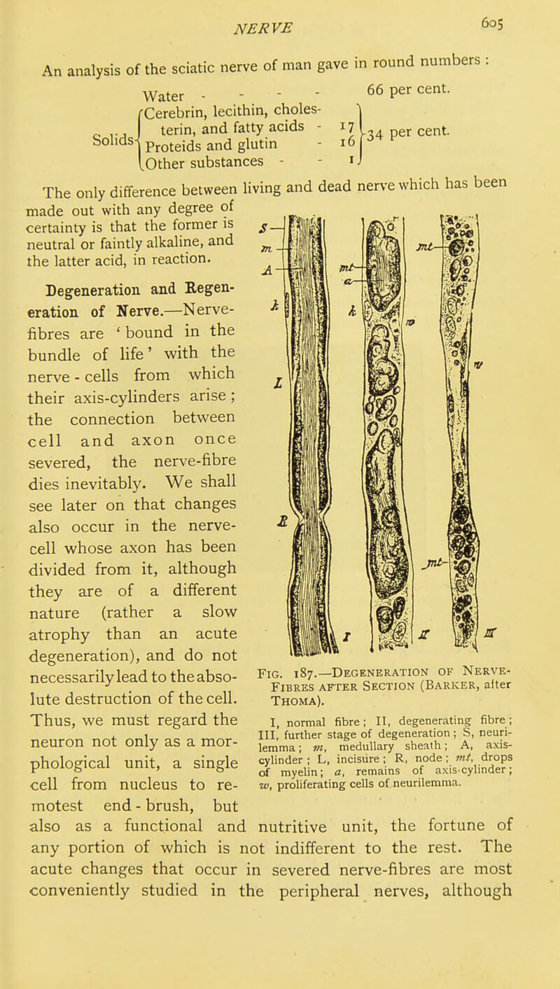 An analysis of the sciatic nerve of man gave in round numbers : Solids Water - - -  j-Cerebrin, lecithin, choles- terin, and fatty acids - Proteids and glutin lOther substances - 17 16 66 per cent. -34 per cent. The only difference between living and dead nerve which has been made out with any degree of certainty is that the former is neutral or faintly alkaline, and the latter acid, in reaction. Degeneration and Regen- eration of Nerve.—Nerve- fibres are * bound in the bundle of life' with the nerve - cells from which their axis-cylinders arise; the connection between cell and axon once severed, the nerve-fibre dies inevitably. We shall see later on that changes also occur in the nerve- cell whose axon has been divided from it, although they are of a different nature (rather a slow atrophy than an acute degeneration), and do not necessarily lead to the abso- lute destruction of the cell. Thus, we must regard the neuron not only as a mor- phological unit, a single cell from nucleus to re- motest end - brush, but also as a functional and nutritive unit, the fortune of any portion of which is not indifferent to the rest. The acute changes that occur in severed nerve-fibres are most conveniently studied in the peripheral nerves, although Fig. 187.—Degeneration of Nerve- FlBRES AFTER SECTION (BARKER, after Thoma). I, normal fibre; II, degenerating fibre; III, further stage of degeneration; S, neuri- lemma ; VI, medullary sheath; A, axis- cylinder ; L, incisure; R, node; mt, drops of myelin; a, remains of axis-cylinder; w, proliferating cells of neurilemma.