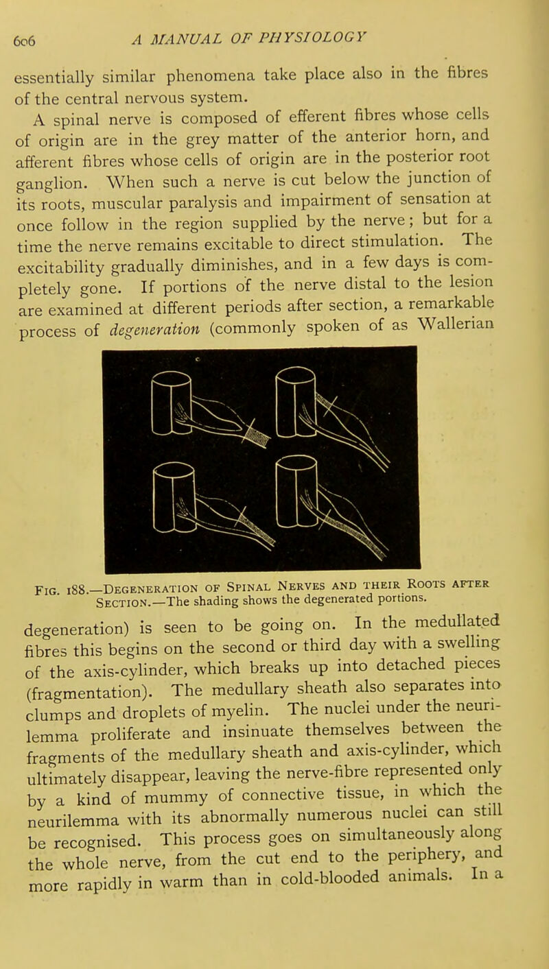 essentially similar phenomena take place also in the fibres of the central nervous system. A spinal nerve is composed of efferent fibres whose cells of origin are in the grey matter of the anterior horn, and afferent fibres whose cells of origin are in the posterior root ganglion. When such a nerve is cut below the junction of its roots, muscular paralysis and impairment of sensation at once follow in the region supplied by the nerve; but for a time the nerve remains excitable to direct stimulation. The excitability gradually diminishes, and in a few days is com- pletely gone. If portions of the nerve distal to the lesion are examined at different periods after section, a remarkable process of degeneration (commonly spoken of as Wallerian Fig i88.—Degeneration of Spinal Nerves and their Roots after Section.—The shading shows the degenerated portions. degeneration) is seen to be going on. In the meduUated fibres this begins on the second or third day with a swelhng of the axis-cylinder, which breaks up into detached pieces (fragmentation). The medullary sheath also separates mto clumps and droplets of myelin. The nuclei under the neuri- lemma proliferate and insinuate themselves between the fragments of the medullary sheath and axis-cylinder, which ultimately disappear, leaving the nerve-fibre represented only by a kind of mummy of connective tissue, in which the neurilemma with its abnormally numerous nuclei can still be recognised. This process goes on simultaneously along the whole nerve, from the cut end to the periphery, and more rapidly in warm than in cold-blooded animals. In a