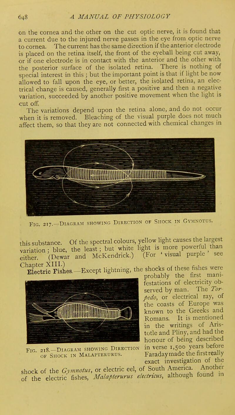 on the cornea and the other on the cut optic nerve, it is found that a current due to the injured nerve passes in the eye from optic nerve to cornea. The current has the same direction if the anterior electrode is placed on the retina itself, the front of the eyeball being cut away, or if one electrode is in contact with the anterior and the other with the posterior surface of the isolated retina. There is nothing of special interest in this ; but the important point is that if light be now allowed to fall upon the eye, or better, the isolated retina, an elec- trical change is caused, generally first a positive and then a negative variation, succeeded by another positive movement when the light is cut off. The variations depend upon the retina alone, and do not occur when it is removed. Bleaching of the visual purple does not much affect them, so that they are not connected with chemical changes in .—Diagram showing Direction of Shock in Gymnotus. this substance. Of the spectral colours, yellow light causes the largest variation; blue, the least; but white light is more power ul than either. (Dewar and McKendrick.) (For 'visual purple see ^EkctrkFishes.-Except lightning, the shocks of these fishes were probably the first mani- festations of electricity ob- served by man. The Tor- pedo, or electrical ray, of the coasts of Europe was known to the Greeks and Romans. It is mentioned in the writings of Aris- totle and Pliny, and had the honour of being described in verse 1,500 years before Faraday made the first really exact investigation of the shock of the Gymfioius, or electric eel, of South America. Another of the electric fishes, Malapierurus e/ectricus, although found in Fig. 218.—Diagram showing Direction OF Shock, in Malapteroros.