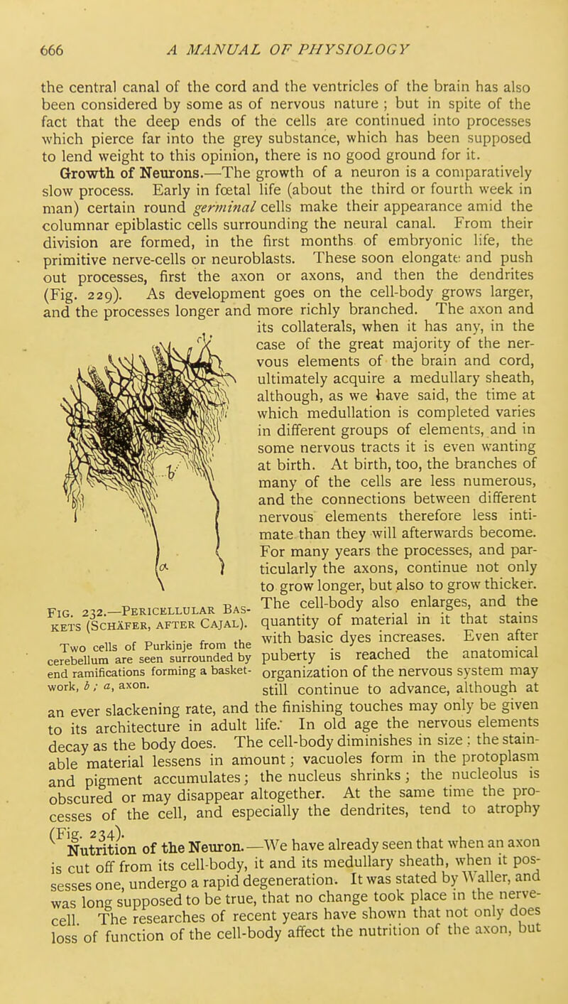 the central canal of the cord and the ventricles of the brain has also been considered by some as of nervous nature ; but in spite of the fact that the deep ends of the cells are continued into processes which pierce far into the grey substance, which has been supposed to lend weight to this opinion, there is no good ground for it. Growth of Neurons.—The growth of a neuron is a comparatively slow process. Early in foetal life (about the third or fourth week in man) certain round germinal cells make their appearance amid the columnar epiblastic cells surrounding the neural canal. From their division are formed, in the first months of embryonic life, the primitive nerve-cells or neuroblasts. These soon elongatt' and push out processes, first the axon or axons, and then the dendrites (Fig. 229). As development goes on the cell-body grows larger, and the processes longer and more richly branched. The axon and its collaterals, when it has any, in the case of the great majority of the ner- vous elements of the brain and cord, ultimately acquire a medullary sheath, although, as we have said, the time at which medullation is completed varies in different groups of elements, and in some nervous tracts it is even wanting at birth. At birth, too, the branches of many of the cells are less numerous, and the connections between different nervous elements therefore less inti- mate than they will afterwards become. For many years the processes, and par- ticularly the axons, continue not only to grow longer, but also to grow thicker. The cell-body also enlarges, and the quantity of material in it that stains ' ,. . . .u with basic dyes increases. Even after Two cells of Purkinje from the ^ . ■' , j ^ cerebellum are seen surrounded by puberty IS reached the anatomical organization of the nervous system may still continue to advance, although at an ever slackening rate, and the finishing touches may only be given to its architecture in adult life. In old age the nervous elements decay as the body does. The cell-body diminishes in size ; the stam- able material lessens in amount; vacuoles form in the protoplasm and pigment accumulates; the nucleus shrinks ; the nucleolus is obscured or may disappear altogether. At the same time the pro- cesses of the cell, and especially the dendrites, tend to atrophy Nutrition of the Neuron. —We have already seen that when an axon is cut off from its cell-body, it and its medullary sheath, when it pos- sesses one undergo a rapid degeneration. It was stated by Waller, and was long supposed to be true, that no change took place in the nerve- cell The researches of recent years have shown that not only does loss of function of the cell-body affect the nutrition of the axon, but Fig. 232.—Pericellular Bas- kets (SchAfer, after Cajal). end ramifications forming a basket- work, b ; a, axon.