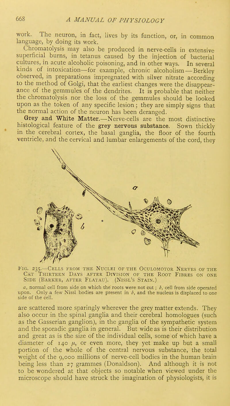 work. The neuron, in fact, lives by its function, or, in common language, by doing its work. Chromatolysis may also be produced in nerve-cells in extensive superficial burns, in tetanus caused by the injection of bacterial cultures, in acute alcoholic poisoning, and in other ways. In several kinds of intoxication—for example, chronic alcoholism — Berkley observed, in preparations impregnated with silver nitrate according to the method of Golgi, that the earliest changes were the disappear- ance of the gemmules of the dendrites. It is probable that neither the chromatolysis nor the loss of the gemmules should be looked upon as the token of any specific lesion; they are simply signs that the normal action of the neuron has been deranged. Grey and White Matter.—Nerve-cells are the most distinctive histological feature of the grey nervous substance. Sown thickly in the cerebral cortex, the basal ganglia, the floor of the fourth ventricle, and the cervical and lumbar enlargements of the cord, they Y'lG. 235.—Cells from the Nuclei of the Oculomotor Nerves of the Cat Thirteen Days after Division of the Root Fibres on one Side (Barker, after Flatau). (Nissl's Stain.) a, normal cell from side on which the roots were not cut ; b, cell from side operated upon. Only a few Nissl bodies are present in b, and the nucleus is displaced to one side of the cell. are scattered more sparingly wherever the grey matter extends. They also occur in the spinal ganglia and their cerebral homologues (such as the Gasserian ganglion), in the ganglia of the sympathetic system and the sporadic ganglia in general. But wide as is their distribution and great as is the size of the individual cells, some of which have a diameter of 140 or even more, they yet make up but a small portion of the whole of the central nervous substance, the total weight of the 9,000 millions of nerve-cell bodies in the human brain being less than 27 grammes (Donaldson). And although it is not to be wondered at that objects so notable when viewed under the microscope should have struck the imagination of physiologists, it is