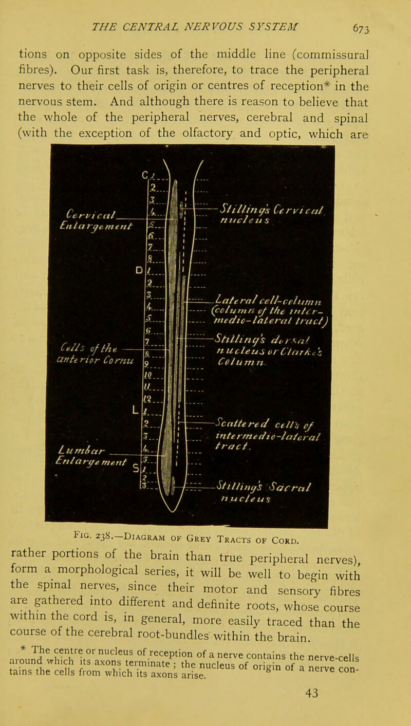 tions on opposite sides of the middle line (commissural fibres). Our first task is, therefore, to trace the peripheral nerves to their cells of origin or centres of reception* in the nervous stem. And although there is reason to believe that the whole of the peripheral nerves, cerebral and spinal (with the exception of the olfactory and optic, which are Cer-ficn/ Enlargement Sailing's Cervical nucleus Ceiis of thu. anh rior Comu, Luntiar Enlargement -L at era/ cell-cphtniti (cclurnn cf the ttrl( r- medic-laleral tract) -Stillin^'s cti: a> nucleus vrClark, Column -Scattered celts ef tnte rmedtc -late ral tract. -Slillintj's Sacral niicleui Fig. 238.—Diagram of Grey Tracts of Cord. rather portions of the brain than true peripheral nerves) form a morphological series, it will be well to begin with the spmal nerves, since their motor and sensory fibres are gathered mto different and definite roots, whose course withm the cord is, in general, more easily traced than the course of the cerebral root-bundles within the brain. .LI^^ centre or nucleus of reception of a nerve contains the nerve-cells around which its axons terminate ; the nucleus of origin of a nerve con tains the cells from which its axons arise. 43