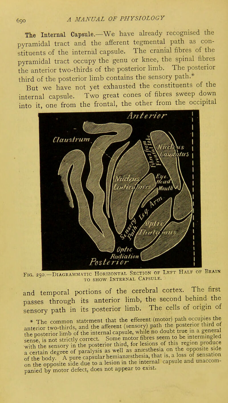 The Internal Capsule.—We have already recognised the pyramidal tract and the afferent tegmental path as con- stituents of the internal capsule. The cranial fibres of the pyramidal tract occupy the genu or knee, the spinal fibres the anterior two-thirds of the posterior limb. The posterior third of the posterior Umb contains the sensory path.* But we have not yet exhausted the constituents of the internal capsule. Two great cones of fibres sweep down into it, one from the frontal, the other from the occipital Fig. 250. -Diagrammatic Horizontal Section of Left Half of Brain TO SHOW Internal Capsule. and temporal portions of the cerebral cortex. The first passes through its anterior limb, the second behind the sensory path in its posterior limb. The cells of origin of * The common statement that the efferent (motor) path occupies the anterior two-thirds, and the afferent (sensory) path the posterior third of S?e posterior hmb of the internal capsule, while no doubt true in a general sens^e is not strictly correct. Some motor fibres seem to be intermingled wl^h the sensory in the posterior third, for lesions of this region produce r certain degree of paralysis as well as anaesthesia on the opposite side of the body A pure capsular hemianeesthesia, that is, a loss of sensation on the opp^osite s'ide due^o a lesion in the internal capsule and unaccom- panied by motor defect, does not appear to exist.