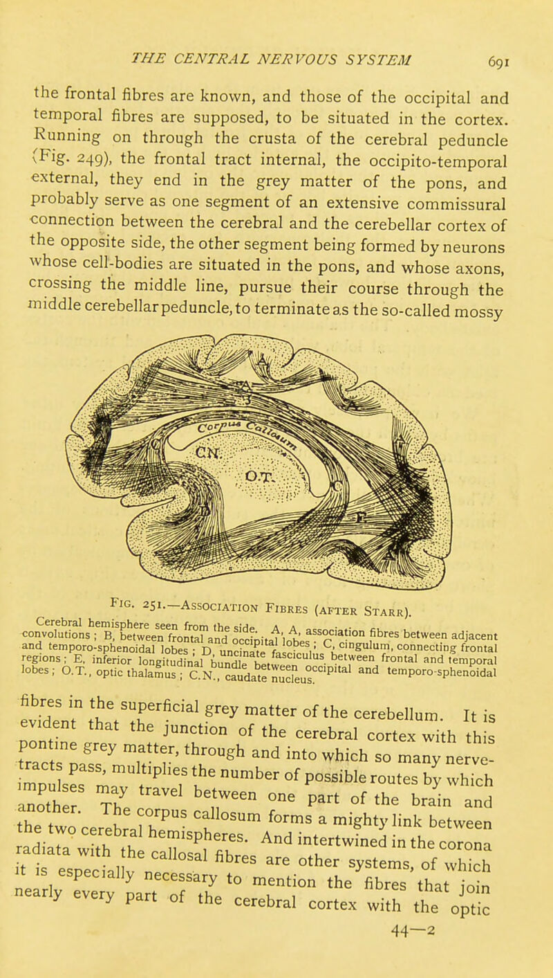 the frontal fibres are known, and those of the occipital and temporal fibres are supposed, to be situated in the cortex. Running on through the crusta of the cerebral peduncle (Fig. 249), the frontal tract internal, the occipito-temporal external, they end in the grey matter of the pons, and probably serve as one segment of an extensive commissural connection between the cerebral and the cerebellar cortex of the opposite side, the other segment being formed by neurons whose cell-bodies are situated in the pons, and whose axons, crossmg the middle line, pursue their course through the middle cerebellar peduncle, to terminate as the so-called mossy 251.—Association Fibres (after Starr) lobe.i O.T..op,lc,h.l.^;;; c''N .Tuto?™cre„r'''' °P°'°-»P'>»°M«1 evident that the junction of the cerebral cortex with this pontine grey matter, through and into which so many nerve racts pass, multiphes the number of possible routes by which aZtr The r °f 'he brain and the two oer!br,^r' 't ' ^'^^ * mighty link between adil^a with th '■'^P^/f ■ And intertwined in the corona V t-iduy necessary to mention the fibres that inm nearly every part of the cerebral cortex wift the optic 44—2