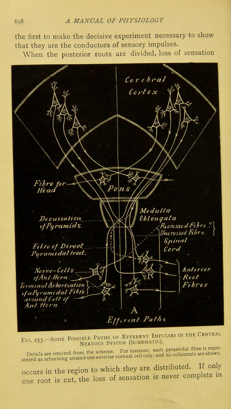 the first to make the decisive experiment necessary to show that they are the conductors of sensory impulses. When the posterior roots are divided, loss of sensation Cere h ral Co rtex Filre for Head De cussatton vf Pyramids. Ft lr^ of Direct Piiranndal fract Ney-f^e-CcH s ofAnt.Horn Te rm t n ul Arhorisation vfaPyrumidul Fihie around Cell of —^ Ant. Horn Medulla Oblongata RccrvssedFlirt ? Uncrossed Fibre Spinal Cord Anterior Root Fibres - ' A > Efferent Path& occurs in the region to which they are distributed If only one root is cut, the loss of sensation is never complete in