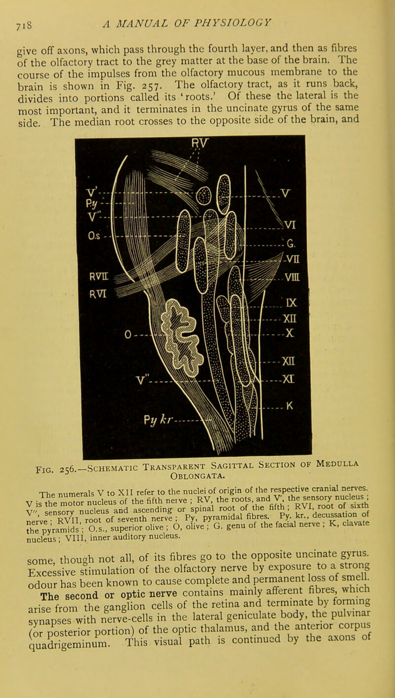 give off axons, which pass through the fourth layer, and then as fibres of the olfactory tract to the grey matter at the base of the brain. The course of the impulses from the olfactory mucous membrane to the brain is shown in Fig. 257. The olfactory tract, as it runs back, divides into portions called its ' roots.' Of these the lateral is the most important, and it terminates in the uncinate gyrus of the same side. The median root crosses to the opposite side of the bram, and Fig 2S6 —Schematic Transparent Sagittal Section of Medulla Oblongata. The numerals V to XII refer to the nuclei of origin of the respective cranial nen-es V is theZor nucleus of the fifth ne.ve ; RV the roots and V^ the sesory nucleus V sensory nucleus and ascending or spinal root of the fifth , fVI. root ot sixtn LVe RVn root of seventh nerve ; Py, pyramidal fibres. Py. kr.. decussation of The pyVamids ; O.S., superior olive ; O, olive ; G. genu of the facial nerve ; K. clavate nucleus ; VIII, inner auditory nucleus. some, though not all, of its fibres go to the opposite uncinate gyrus. Ex^e sive stimulation of the olfactory nerve by exposure to a strong odour has been known to cause complete and permanent loss of smell The second or optic nerve contains mainly afferent fibres which arise from the ganglion cells of the retina and terminate by forming svna^^^^^^^ nervicells in the lateral geniculate body, the pulvinar (or posterior portion) of the optic thalamus, and the anterior corpus iiadHgem^um. This visual path is continued by the axons of