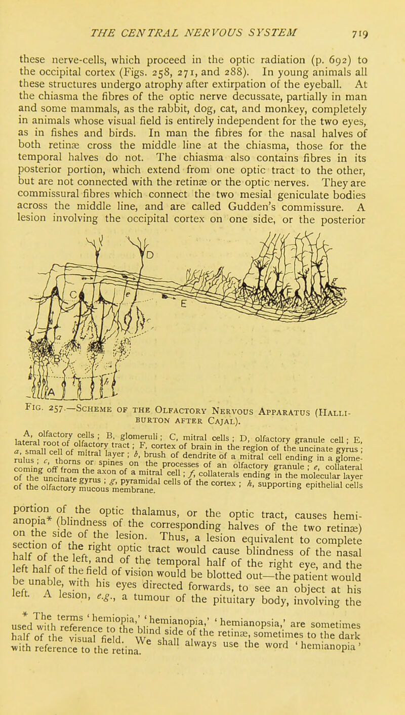 these nerve-cells, which proceed in the optic radiation (p. 692) to the occipital cortex (Figs. 258, 271, and 288). In young animals all these structures undergo atrophy after extirpation of the eyeball. At the chiasma the fibres of the optic nerve decussate, partially in man and some mammals, as the rabbit, dog, cat, and monkey, completely in animals whose visual field is entirely independent for the two eyes, as in fishes and birds. In man the fibres for the nasal halves of both retinte cross the middle line at the chiasma, those for the temporal halves do not. The chiasma also contains fibres in its posterior portion, which extend from one optic tract to the other, but are not connected with the retinas or the optic nerves. They are commissural fibres which connect the two mesial geniculate bodies across the middle line, and are called Gudden's commissure. A lesion involving the occipital cortex on one side, or the posterior Fig. 257.—Scheme of the Olfactory Nervous Apparatus (Halli- burton AFTER Cajal). A, olfactory cells ; B, glomeruli; C, mitral cells ; D, olfactory eranule ceU ■ E i siuell°ofS.TT \\'•^^ '^Sion ofTheTncrnatelimf'; ruluT ' thornror J^^ • ^J!'^ °^ ^^^'^ ^ ending in a |lome: l^T' or spmes on the processes of an olfactory granule collateral o?Te^°„dnar°'  = /' -^-^ fn tre molecuTa ^^^^ anonk* ?WinH^ thalamus, or the optic tract, causes hemi- onTh^ ini ffr f corresponding halves of the two retinae) sect Sn of ?hf t ^ equivalent to complete half of ?L tV'^ ^ Tl ^^^^ blindness of the nasal lef ha f of th/fi u f'^^ ''P^^^ ^^If °f the right eye, and the be unable w^th i °^ ^^^d °t-'he patient would be unable, with his eyes directed forwards, to see an object at his leit. A lesion, e.g., a tumour of the pituitary body, involving the useVw^hSenJrrX'1'I'^rif 'hemianopsia,' are sometimes ^alf oT the S^f^ll. w'^'^u'f,^ °^the retinae, sometimes to the dark iuhre^^e^cTtolheledna^' 'hemianopia'