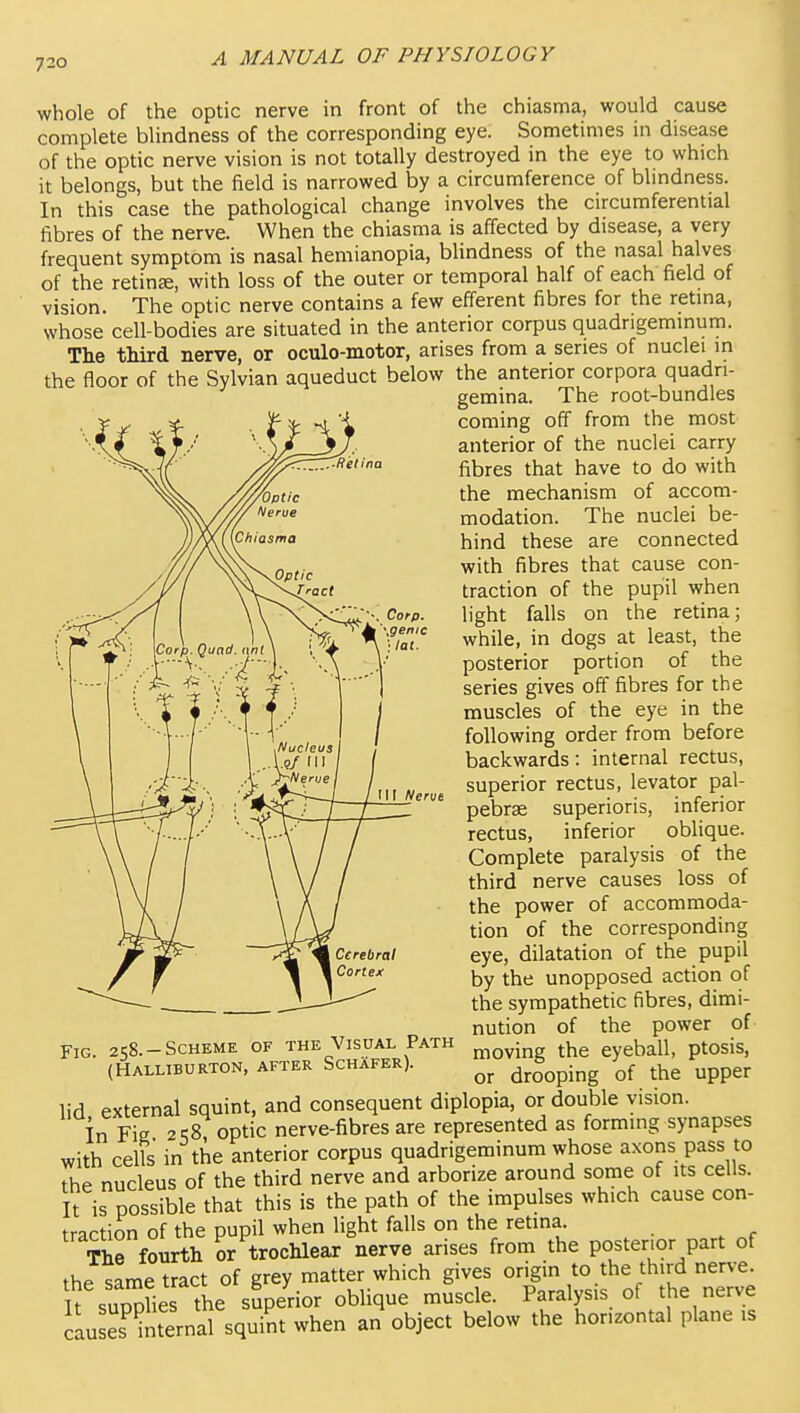 whole of the optic nerve in front of the chiasma, would cause complete blindness of the corresponding eye. Sometimes in disease of the optic nerve vision is not totally destroyed in the eye to which it belongs, but the field is narrowed by a circumference of bhndness. In this case the pathological change involves the circumferential fibres of the nerve. When the chiasma is affected by disease, a very frequent symptom is nasal hemianopia, blindness of the nasal halves of the retinse, with loss of the outer or temporal half of each field of vision. The optic nerve contains a few efferent fibres for the retma, whose cell-bodies are situated in the anterior corpus quadrigemmum. The third nerve, or oculo-motor, arises from a series of nuclei in the floor of the Sylvian aqueduct below the anterior corpora quadri- gemina. The root-bundles coming off from the most anterior of the nuclei carry fibres that have to do with the mechanism of accom- modation. The nuclei be- hind these are connected with fibres that cause con- traction of the pupil when light falls on the retina; while, in dogs at least, the posterior portion of the series gives off fibres for the muscles of the eye in the following order from before backwards: internal rectus, superior rectus, levator pal- pebrse superioris, inferior rectus, inferior oblique. Complete paralysis of the third nerve causes loss of the power of accommoda- tion of the corresponding eye, dilatation of the pupil by the unopposed action of the sympathetic fibres, dimi- nution of the power of moving the eyeball, ptosis, or drooping of the upper III Nerve Fig 258.-Scheme of the Visual Path (Halliburton, after SchXfer). lid external squint, and consequent diplopia, or double vision. in Fie 2.;8 optic nerve-fibres are represented as forming synapses with cells in the anterior corpus quadrigeminum whose axons pass to the nucleus of the third nerve and arborize around some of its cells. It is possible that this is the path of the impulses which cause con- traction of the pupil when light falls on the retina. The fourth or trochlear nerve arises from the posterior part of the same tract of grey matter which gives origin to the third nerve, it sup^s the superior oblique muscle. Paralysis of the nerve Jlu es^ internal squint when an object below the horizontal plane is