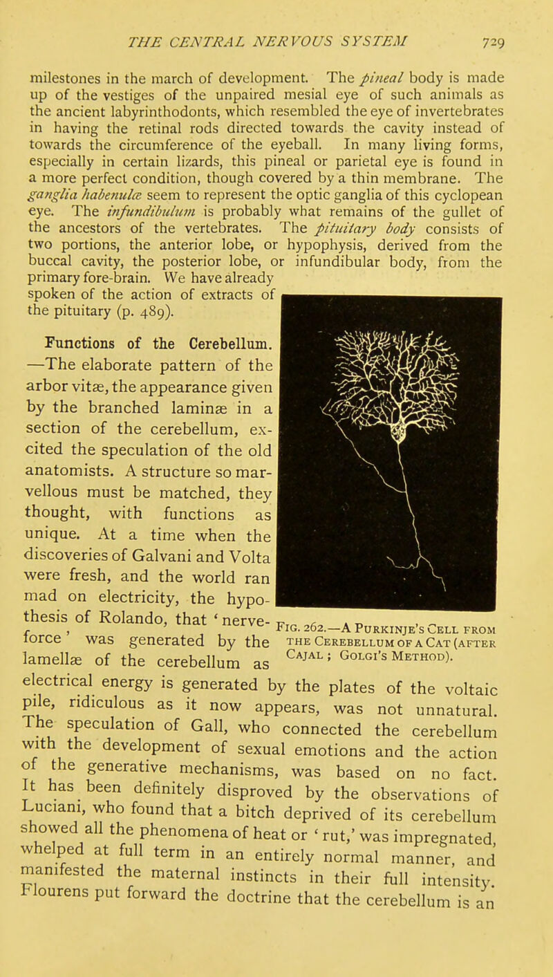 milestones in the march of development. The pineal body is made up of the vestiges of the unpaired mesial eye of such animals as the ancient labyrinthodonts, which resembled the eye of invertebrates in having the retinal rods directed towards the cavity instead of towards the circumference of the eyeball. In many living forms, especially in certain lizards, this pineal or parietal eye is found in a more perfect condition, though covered by a thin membrane. The ganglia habetiulce seem to represent the optic ganglia of this cyclopean eye. The itifundilndum is probably what remains of the gullet of the ancestors of the vertebrates. The pituiiary body consists of two portions, the anterior lobe, or hypophysis, derived from the buccal cavity, the posterior lobe, or infundibular body, from the primary fore-brain. We have already spoken of the action of extracts of the pituitary (p. 489). Functions of the Cerebellum. —The elaborate pattern of the arbor vitae, the appearance given by the branched laminae in a section of the cerebellum, ex- cited the speculation of the old anatomists. A structure so mar- vellous must be matched, they thought, with functions as unique. At a time when the discoveries of Galvani and Volta were fresh, and the world ran mad on electricity, the hypo- thesis of Rolando, that ' nerve-1^,^ a tj r , Fig. 262.—A Purkinje's Cell FROM lorce was generated by the the Cerebellum of a Cat (after lamellae of the cerebellum as ^^^^''^ Golgi's Method). electrical energy is generated by the plates of the voltaic pile, ridiculous as it now appears, was not unnatural. The speculation of Gall, who connected the cerebellum with the development of sexual emotions and the action of the generative mechanisms, was based on no fact It has been definitely disproved by the observations of Luciani, who found that a bitch deprived of its cerebellum showed all the phenomena of heat or ' rut,' was impregnated whelped at full term in an entirely normal manner, and manifested the maternal instincts in their full intensity. Flourens put forward the doctrine that the cerebellum is an