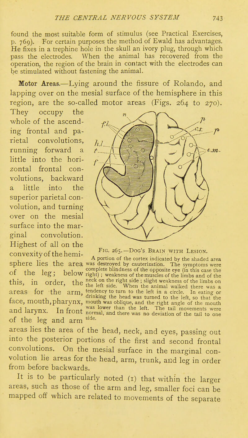 found the most suitable form of stimulus (see Practical Exercises, p. 769). For certain purposes the method of Ewald has advantages. He fixes in a trephine hole in the skull an ivory plug, through which pass the electrodes. When the animal has recovered from the operation, the region of the brain in contact with the electrodes can be stimulated without fastening the animal. Motor Areas.—Lying around the fissure of Rolando, and lapping over on the mesial surface of the hemisphere in this region, are the so-called motor areas (Figs. 264 to 270). They occupy the whole of the ascend- ing frontal and pa- rietal convolutions, running forward a httle into the hori- zontal frontal con- volutions, backward a little into the superior parietal con- volution, and turning over on the mesial surface into the mar- ginal convolution. Highest of all on the convexity of the hemi- , ^^S--Dog's Brain with Lesion. . A portion of the cortex indicated by the shaded area sphere lies the area was destroyed by cauterization. The symptoms were r^f tVic lorr. K 1 Complete blindness of the Opposite eye (in this case the <JI llie leg , oeiOW right) ; weakness of the muscles of the limbs and of the thiq in nrdpr tVip ^'^'^ '^^ 'g^'^'^^^ : slight weakness of the limbs on luib. 111 uruer, me the left side. When the animal walked there was a areas for the arm, tendency to turn to the left in a circle. In eating or r ii, 1 dnnking the head was turned to the left, so that the race, mOUtn, pharynx, mouth was oblique, and the right angle of the mouth and Inrvnv Tn frr^nf ^^ ^^^'^ '^f'- The tail movements were ana larynx. in iront normal, and there was no deviation of the tail to one of the leg and arm areas lies the area of the head, neck, and eyes, passing out into the posterior portions of the first and second frontal convolutions. On the mesial surface in the marginal con- volution lie areas for the head, arm, trunk, and leg in order from before backwards. It is to be particularly noted (i) that within the larger areas, such as those of the arm and leg, smaller foci can be mapped off which are related to movements of the separate