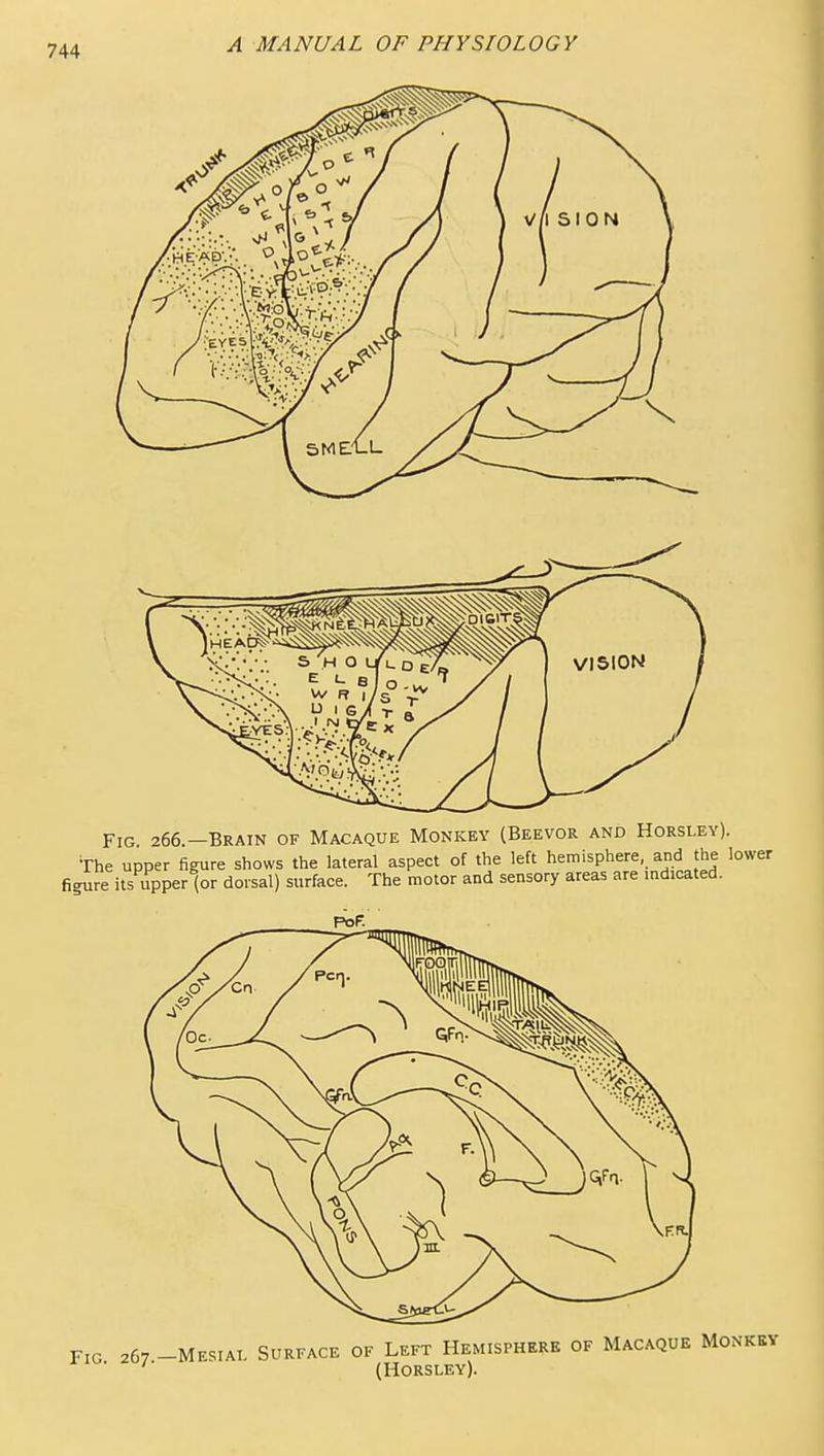 Fig 266 —Brain of Macaque Monkey (Beevor and Horsley). The upper figure shows the lateral aspect of the left hemisphere, and the losver figure its upper (or dorsal) surface. The motor and sensory areas are mdicated. PoF. FIG 267 -MESIAL Surface of Left Hemisphere of Macaque Monkey ' ■ (Horsley).