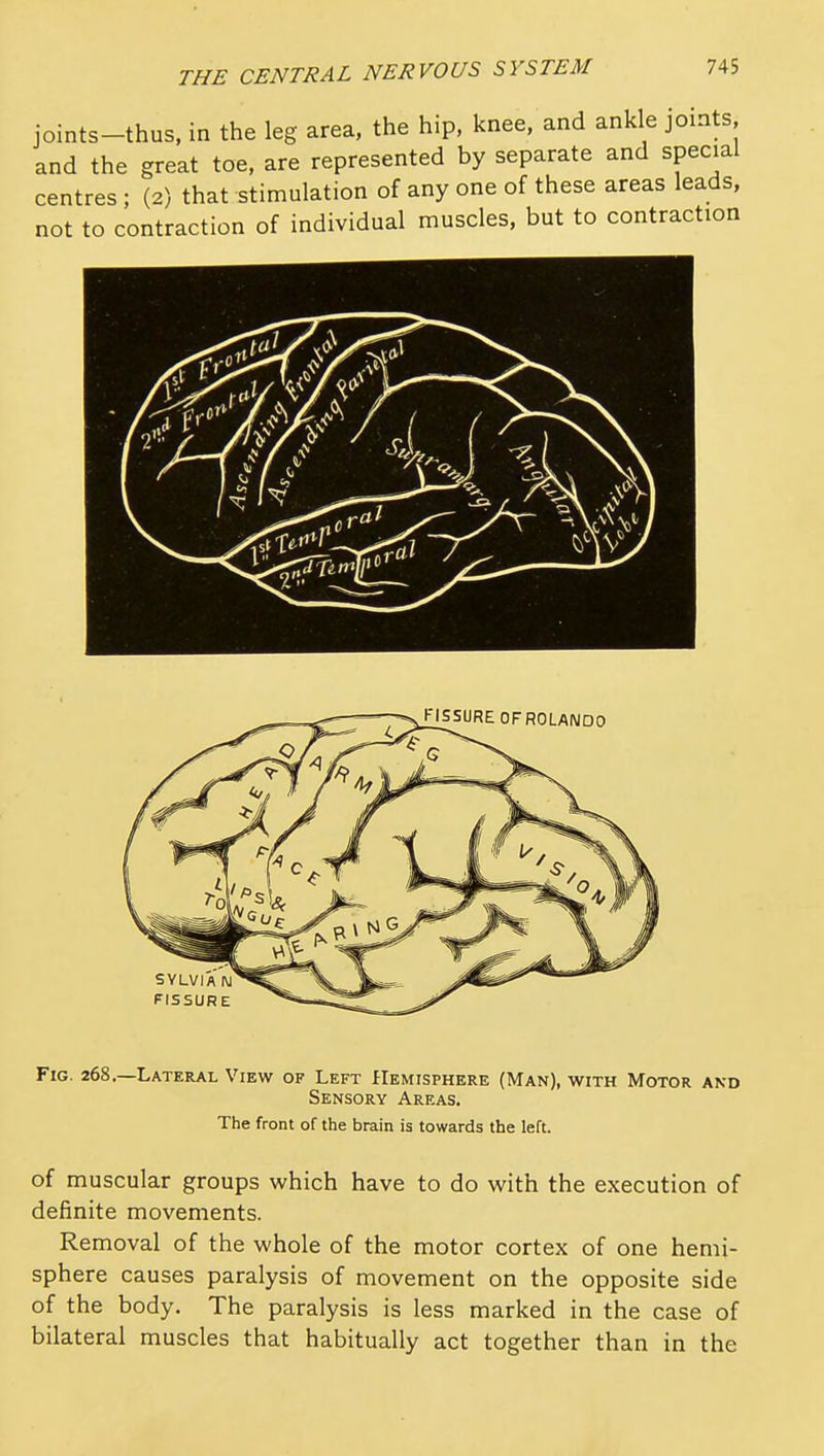 joints-thus, in the leg area, the hip, knee, and ank e joints and the great toe, are represented by separate and special centres ; (2) that stimulation of any one of these areas leads, not to contraction of individual muscles, but to contraction Fig. 268.—Lateral View of Left flEMisPHERE (Man), with Motor and Sensory Areas. The front of the brain is towards the left. of muscular groups which have to do with the execution of definite movements. Removal of the whole of the motor cortex of one hemi- sphere causes paralysis of movement on the opposite side of the body. The paralysis is less marked in the case of bilateral muscles that habitually act together than in the