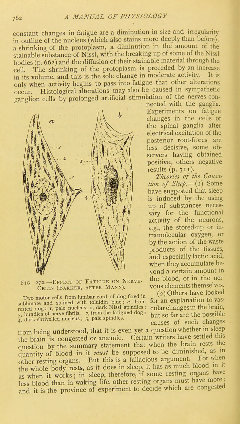 constant changes in fatigue are a diminution in size and irregularity in outline of the nucleus (which also stains more deeply than before), a shrinking of the protoplasm, a diminution in the amount of the stainable substance of Nissl, with the breaking up of some of the Nissl bodies (p. 662) and the diffusion of their stainable material through the cell. The shrinking of the protoplasm is preceded by an increase in its volume, and this is the sole change in moderate activity. It is only when activity begins to pass into fatigue that other alterations occur. Histological alterations may also be caused in sympathetic ganglion cells by prolonged artificial stimulation of the nerves con- nected with the ganglia. I ' Experiments on fatigue changes in the cells of the spinal ganglia after electrical excitation of the posterior root-fibres are less decisive, some ob- servers having obtained positive, others negative results (p. 711). Theories of the Causa- tion of Sleep.—(i) Some have suggested that sleep is induced by the using up of substances neces- sary for the functional activity of the neurons, e.g.., the stored-up or in- tramolecular oxygen, or by the action of the waste products of the tissues, and especially lactic acid, when they accumulate be- yond a certain amount in the blood, or in the ner- vous elements themselves. (2) Others have looked for an explanation to vas- cular changes in the brain, but so far are the possible causes of such changes from being understood, that it is even yet a question whether in sleep the brain is congested or ansemic. Certain writers have settled this question by the summary statement that when the bram rests the quantity of blood in it must be supposed to be diminished, as in other resting organs. But this is a fallacious argument. For when the whole body rests, as it does in sleep, it has as much blood in it as when it works; in sleep, therefore, if some resting organs have less blood than in waking life, other resting organs must have more, and it is the province of experiment to decide which are congesteo Fig. 272.—Effect of Fatigue on Nerve- Cells (Barker, after Mann). Two motor cells from lumbar cord of dog fixed in sublimate and stained with toluidin blue ; a, from rested dog: i, pale nucleus, 2, dark Nissl spindles; 3 bundles of nerve fibrils, b, from the fatigued dog : 4,' dark shrivelled nucleus ; 5, pale spindles.