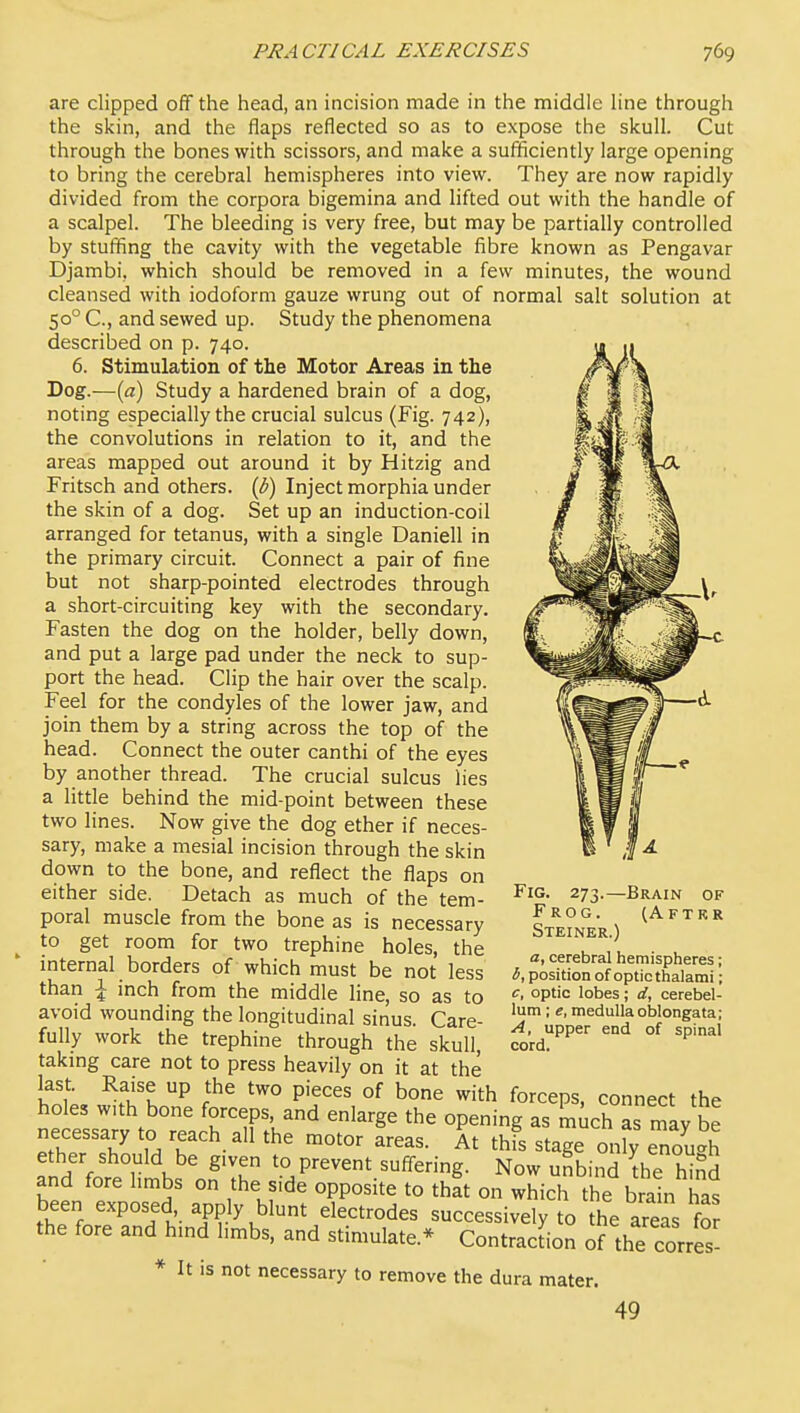 are clipped off the head, an incision made in the middle line through the skin, and the flaps reflected so as to expose the skull. Cut through the bones with scissors, and make a sufficiently large opening to bring the cerebral hemispheres into view. They are now rapidly divided from the corpora bigemina and lifted out with the handle of a scalpel. The bleeding is very free, but may be partially controlled by stuffing the cavity with the vegetable fibre known as Pengavar Djambi, which should be removed in a few minutes, the wound cleansed with iodoform gauze wrung out of normal salt solution at 50° C, and sewed up. Study the phenomena described on p. 740. 6. Stimulation of the Motor Areas in the Dog.—{a) Study a hardened brain of a dog, noting especially the crucial sulcus (Fig. 742), the convolutions in relation to it, and the areas mapped out around it by Hitzig and Fritsch and others. {V) Inject morphia under the skin of a dog. Set up an induction-coil arranged for tetanus, with a single Daniell in the primary circuit. Connect a pair of fine but not sharp-pointed electrodes through a short-circuiting key with the secondary. Fasten the dog on the holder, belly down, and put a large pad under the neck to sup- port the head. Clip the hair over the scalp. Feel for the condyles of the lower jaw, and join them by a string across the top of the head. Connect the outer canthi of the eyes by another thread. The crucial sulcus lies a little behind the mid-point between these two lines. Now give the dog ether if neces- sary, make a mesial incision through the skin down to the bone, and reflect the flaps on either side. Detach as much of the tem- poral muscle from the bone as is necessary to get room for two trephine holes, the internal borders of which must be not less than \ inch from the middle line, so as to avoid wounding the longitudinal sinus. Care- fully work the trephine through the skull, taking care not to press heavily on it at the last. Raise up the two pieces of bone with forceps, connect the holes with bone forceps, and enlarge the opening as Luch as rSay be necessary to reach all the motor areas. At thfs stage onfy enough and ot° imbs on^'Ih ^°P-^^^offering. Now unbind ^he hinS and fore limbs on the side opposite to that on which the brain has been exposed apply blunt electrodes successively to the areTs for the fore and hind limbs, and stimulate.* Contraction of the corres- * It is not necessary to remove the dura mater. 49 Fig. 273.—Brain of Frog. (After Steiner.) a, cerebral hemispheres; b, position of optic thalami; c, optic lobes; rf, cerebel- lum ; e, medulla oblongata; A, upper end of spinal cord.