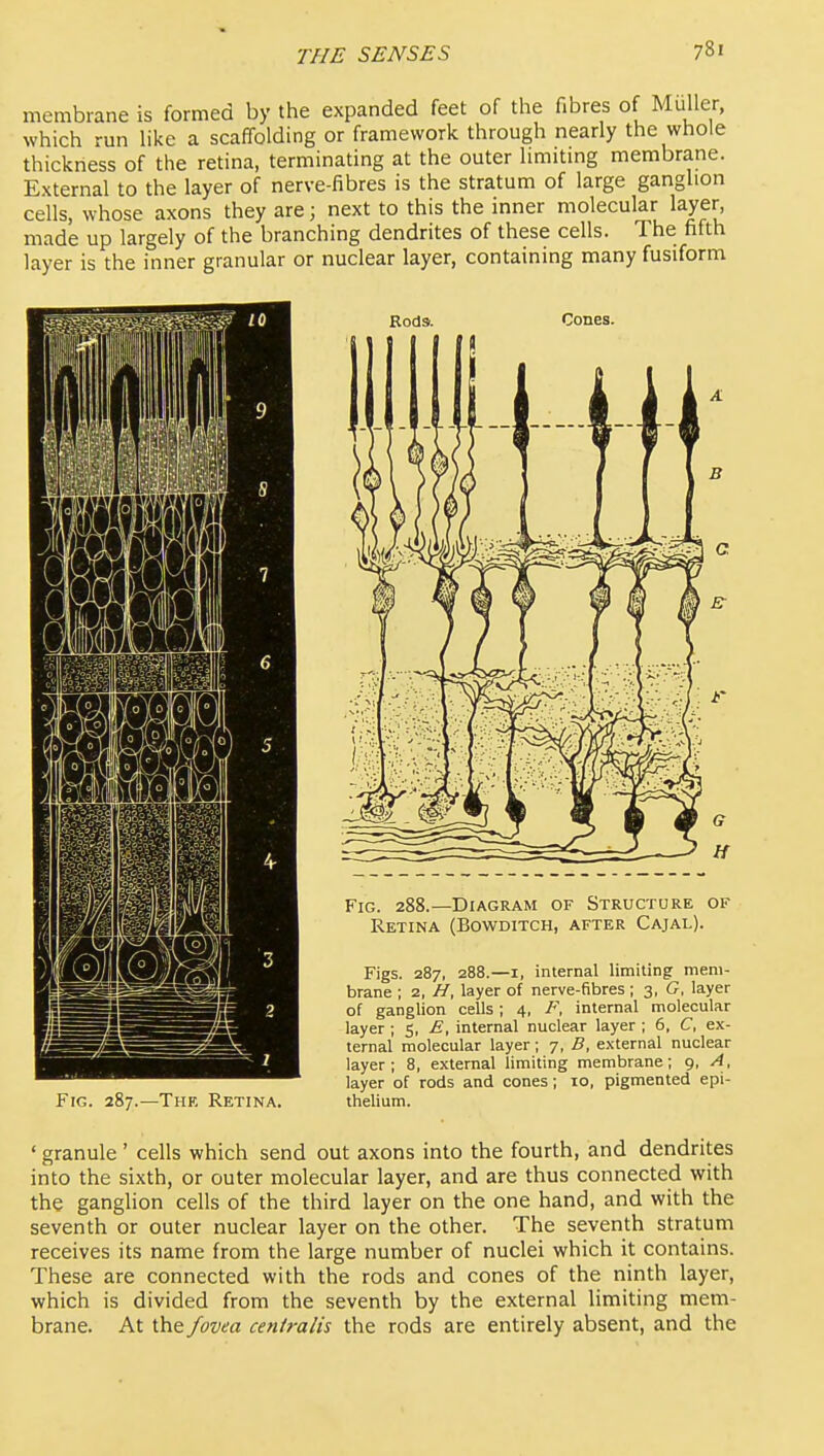 membrane is formed by the expanded feet of the fibres of Muller, which run hke a scaffolding or framework through nearly the whole thickness of the retina, terminating at the outer limitmg membrane. External to the layer of nerve-fibres is the stratum of large ganglion cells, whose axons they are; next to this the inner molecular layer, made up largely of the branching dendrites of these cells. The fifth layer is the inner granular or nuclear layer, containing many fusiform Rods. Cones. The Retina. Fig. 288.—Diagram of Structure of Retina (Bowditch, after Cajal). Figs. 287, 288.—I, internal limiting mem- brane ; 2, H, layer of nerve-fibres ; 3, G, layer of ganglion cells; 4, F, internal molecular layer ; 5, E, internal nuclear layer ; 6, C, ex- ternal molecular layer; 7, B, external nuclear layer; 8, external limiting membrane; 9, A, layer of rods and cones; 10, pigmented epi- thelium. ' granule' cells which send out axons into the fourth, and dendrites into the sixth, or outer molecular layer, and are thus connected with the ganglion cells of the third layer on the one hand, and with the seventh or outer nuclear layer on the other. The seventh stratum receives its name from the large number of nuclei which it contains. These are connected with the rods and cones of the ninth layer, which is divided from the seventh by the external limiting mem- brane. At the fovea centralis the rods are entirely absent, and the