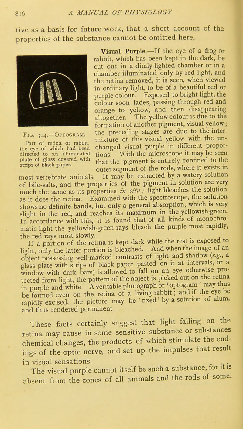 Fig. 314.—Optogram. Part of retina of rabbit, the eye of which had been directed to an illuminated plate cf glass covered with strips of black paper. tive as a basis for future work, that a short account of the properties of the substance cannot be omitted here. Visual Purple.—If the eye of a frog or rabbit, which has been kept in the dark, be cut out in a dimly-lighted chamber or in a chamber illuminated only by red light, and the retina removed, it is seen, when viewed in ordinary light, to be of a beautifiil red or purple colour. Exposed to bright light, the colour soon fades, passing through red and orange to yellow, and then disappearing altogether. The yellow colour is due to the formation of another pigment, visual yellow ; the preceding stages are due to the inter- mixture of this visual yellow with the un- changed visual purple in different propor- tions. With the microscope it may be seen that the pigment is entirely confined to the outer segment of the rods, where it exists in most vertebrate animals. It may be extracted by a watery solution of bile-salts, and the properties of the pigment in solution are very much the same as its properties in situ; light bleaches the solution as it does the retina. Examined with the spectroscope, the solution shows no definite bands, but only a general absorption, which is very slight in the red, and reaches its maximum in the yellowish-green. In accordance with this, it is found that of all kinds of monochro- matic light the yellowish green rays bleach the purple most rapidly, the red rays most slowly. . If a portion of the retina is kept dark while the rest is exposed to light, only the latter portion is bleached. And when the image of an object possessing well-marked contrasts of light and shadow (tf.^., a glass plate with strips of black paper pasted on it at intervals, or a window with dark bars) is allowed to fall on an eye otherwise pro- tected from light, the pattern of the object is picked out on the retina in purple and white A veritable photograph or «optogram may thus be formed even on the retina of a living rabbit; and if the eye be rapidly excised, the picture may be ' fixed' by a solution of alum, and thus rendered permanent. These facts certainly suggest that light falling on the retina may cause in some sensitive substance or substances chemical changes, the products of which stimulate the end- ings of the optic nerve, and set up the impulses that result in visual sensations. The visual purple cannot itself be such a substance, for it is absent from the cones of all animals and the rods of some.