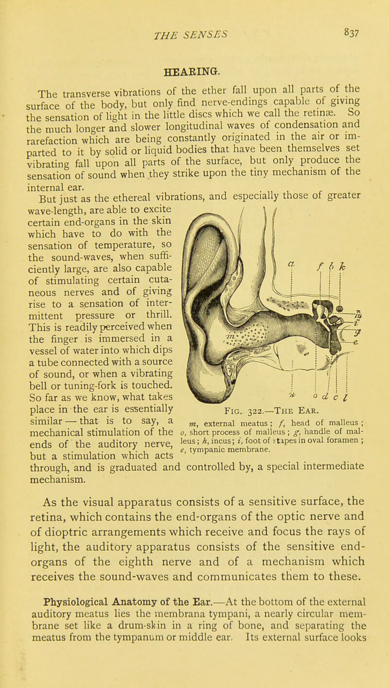 HEARING. The transverse vibrations of the ether fall upon all parts of the surface of the body, but only find nerve-endings capable of giving the sensation of light in the little discs which we call the retinae. So the much longer and slower longitudinal waves of condensation and rarefaction which are being constantly originated in the air or im- parted to it by solid or liquid bodies that have been themselves set vibrating fall upon all parts of the surface, but only produce the sensation of sound when they strike upon the tiny mechanism of the internal ear. . , But just as the ethereal vibrations, and especially those of greater wave-length, are able to excite certain end-organs in the skin which have to do with the sensation of temperature, so the sound-waves, when sufifi- ciently large, are also capable of stimulating certain cuta- neous nerves and of giving rise to a sensation of inter- mittent pressure or thrill. This is readily perceived when the finger is immersed in a vessel of water into which dips a tube connected with a source of sound, or when a vibrating bell or tuning-fork is touched. So far as we know, what takes place in the ear is essentially similar — that is to say, a mechanical stimulation of the ends of the auditory nerve, but a stimulation which acts through, and is graduated and controlled by, a special intermediate mechanism. As the visual apparatus consists of a sensitive surface, the retina, vi^hich contains the end-organs of the optic nerve and of dioptric arrangements which receive and focus the rays of Hght, the auditory apparatus consists of the sensitive end- organs of the eighth nerve and of a mechanism which receives the sound-waves and communicates tiiem to these. Physiological Anatomy of the Ear.—At the bottom of the external auditory meatus lies the membrana tympani, a nearly circular mem- brane set like a drum-skin in a ring of bone, and separating the meatus from the tympanum or middle ear. Its external surface looks o d c I Fig. 322.—The Ear. m, external meatus; /, head of malleus ; 0, short process of malleus ; g, handle of mal- leus ; h, incus; i, foot of stipes in oval foramen ; e, tympanic membrane.