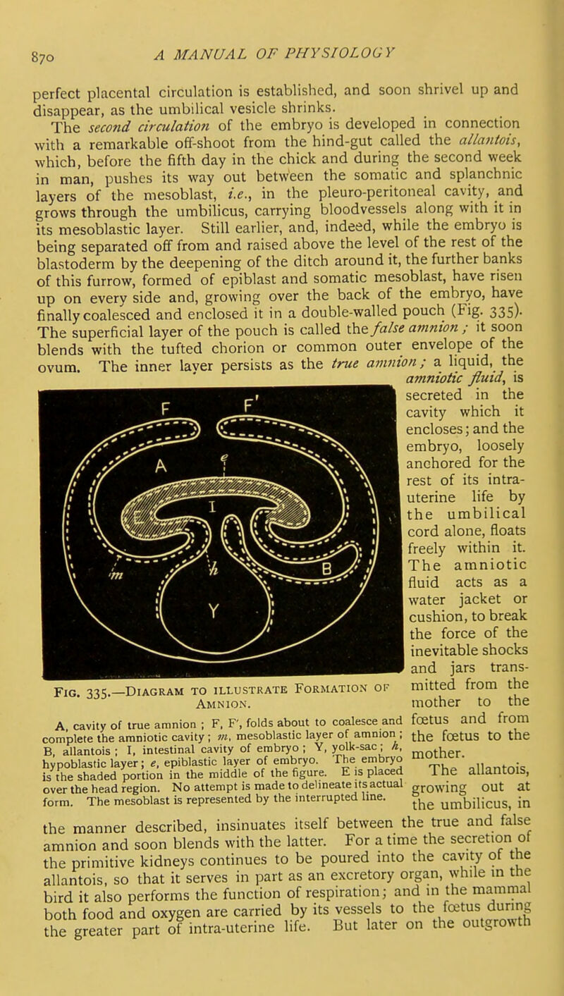 perfect placental circulation is established, and soon shrivel up and disappear, as the umbilical vesicle shrinks. The second circulatio7i of the embryo is developed in connection with a remarkable off-shoot from the hind-gut called the allantois, which, before the fifth day in the chick and during the second week in man, pushes its way out between the somatic and splanchnic layers of the mesoblast, i.e., in the pleuro-peritoneal cavity, and grows through the umbilicus, carrying bloodvessels along with it in its mesoblastic layer. Still earlier, and, indeed, while the embryo is being separated off from and raised above the level of the rest of the blastoderm by the deepening of the ditch around it, the further banks of this furrow, formed of epiblast and somatic mesoblast, have risen up on every side and, growing over the back of the embryo, have finally coalesced and enclosed it in a double-walled pouch (Fig. 335). The superficial layer of the pouch is called false amnion ; it soon blends with the tufted chorion or common outer envelope of the ovum. The inner laver persists as the true amnion; a liquid, the amniotic fluid, is secreted in the cavity which it encloses; and the embryo, loosely anchored for the rest of its intra- uterine life by the umbilical 1 cord alone, floats freely within it. The amniotic fluid acts as a I water jacket or I cushion, to break the force of the inevitable shocks and jars trans- mitted from the mother to the A cavity of true amnion ; F. F', folds about to coalesce and fcetUS and from complete the amniotic cavity ; vi. mesoblastic layer of amnion ; j^e foetUS tO the B, allantois ; I, intestinal cavity of embryo ; Y, yolk-sac; A, .Ugj. hypoblastic layer; e, epiblastic layer of embryo. The embryo i';'^ ^n^„^„:, is the shaded portion in the middle of the figure. E is placed The allantOlS, over the head region. No attempt is made to delmeate its actual growing OUt at form. The mesoblast is represented by the interrupted Ime. umbilicus, in the manner described, insinuates itself between the true and false amnion and soon blends with the latter. For a time the secretion of the primitive kidneys continues to be poured mto the cavity of the allantois, so that it serves in part as an excretory organ, while m the bird it also performs the function of respiration; and in the maminal both food and oxygen are carried by its vessels to the foetus during the greater part of intra-uterine life. But later on the outgrowth Fig, 335.—Diagram to illustrate Formation of Amnion.