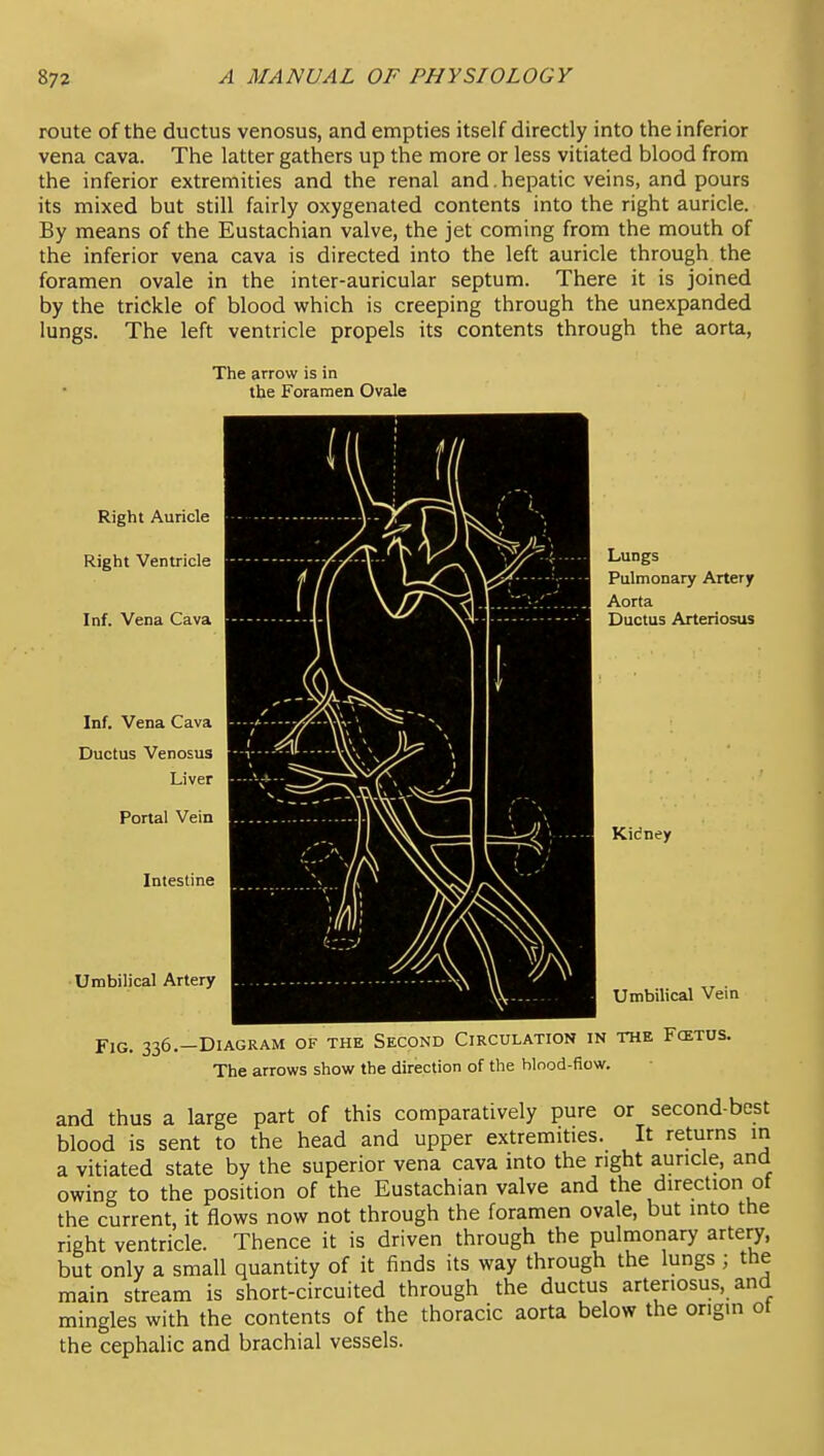 route of the ductus venosus, and empties itself directly into the inferior vena cava. The latter gathers up the more or less vitiated blood from the inferior extremities and the renal and.hepatic veins, and pours its mixed but still fairly oxygenated contents into the right auricle. By means of the Eustachian valve, the jet coming from the mouth of the inferior vena cava is directed into the left auricle through the foramen ovale in the inter-auricular septum. There it is joined by the trickle of blood which is creeping through the unexpanded lungs. The left ventricle propels its contents through the aorta, The arrow is in the Foramen Ovale Right Auricle Right Ventricle Inf. Vena Cava Inf, Vena Cava Ductus Venosus Liver Portal Vein Intestine Umbilical Artery Lungs Pulmonary Artery Aorta Ductus Arteriosus Kidney Umbilical Vein Fig. 336,-Diagram of the Second Circulation in the Foetus. The arrows show the direction of the hlnod-fiow. and thus a large part of this comparatively pure or second-best blood is sent to the head and upper extremities. It returns in a vitiated state by the superior vena cava into the right auricle, and owing to the position of the Eustachian valve and the direction ot the current, it flows now not through the foramen ovale, but into the right ventricle. Thence it is driven through the pulmonary artery, but only a small quantity of it finds its way through the lungs ; the main stream is short-circuited through the ductus arteriosus, and mingles with the contents of the thoracic aorta below the origin ot the cephalic and brachial vessels.