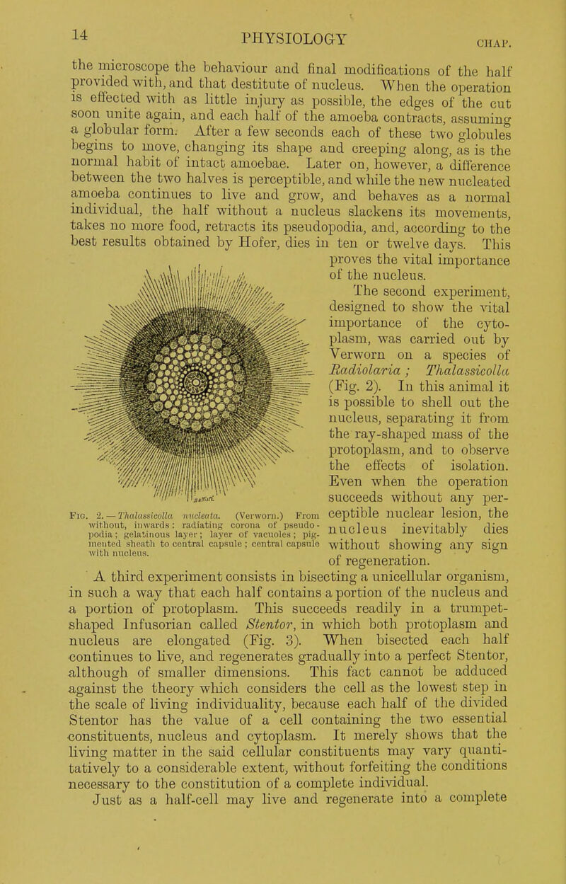 CHAP. the microscope the behaviour and final modifications of the half provided with, and that destitute of nucleus. When the operation is effected with as little injury as possible, the edges of the cut soon unite again, and each half of the amoeba contracts, assuming a globular form. After a few seconds each of these two globules begins to move, changing its shape and creeping along, as is the normal habit of intact amoebae. Later on, however, a difference between the two halves is perceptible, and while the new nucleated amoeba continues to live and grow, and behaves as a normal individual, the half without a nucleus slackens its movements, takes no more food, retracts its pseudopodia, and, according to the best results obtained by Hofer, dies in ten or twelve days. This proves the vital importance of the nucleus. The second experiment, designed to show the vital importance of the cyto- plasm, was carried out by Verworn on a species of Radiolaria; Thalassicolla (Fig. 2). In this animal it is possible to shell out the nucleus, separating it from the ray-shaped mass of the protoplasm, and to observe the effects of isolation. Even when the operation succeeds without any per- (Verworii.) From ceptible nuclear lesion, the nucleus inevitably dies ineuted sheatli to central capsule ; central capsule without showiuff anV sijin with nucleus. „ . °  01 regeneration. A third experiment consists in bisecting a unicellular organism, in such a way that each half contains a portion of the nucleus and a portion of protoplasm. This succeeds readily in a trumpet- shaped Infusorian called Stentor, in which both protoplasm and nucleus are elongated (Fig. 3). When bisected each half continues to live, and regenerates gradually into a perfect Stentor, although of smaller dimensions. This fact cannot be adduced against the theory which considers the cell as the lowest step in the scale of living individuality, because each half of the divided Stentor has the value of a cell containing the two essential constituents, nucleus and cytoplasm. It merely shows that the Living matter in the said cellular constituents may vary qiiauti- tatively to a considerable extent, without forfeiting the conditions necessary to the constitution of a complete individual. Just as a half-cell may live and regenerate into a complete Fig. 2. — Thalassicolla nucleata, witliout, inwards: radiating corona of pseudo podia; gelatinous layer; layer of vacuoles; pig