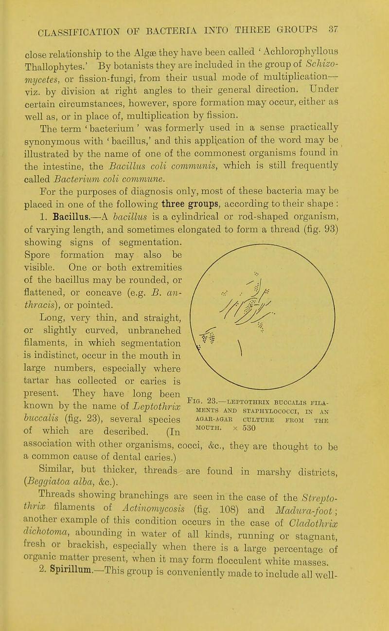 close relationship to the Algae they have been called ' Achlorophyllous Thallophytes.' By botanists they are included in the group of Scliizo- mycetes, or fission-fungi, from their usual mode of multiplication— viz. by division at right angles to their general direction. Under certain circumstances, however, spore formation may occur, either as well as, or in place of, multiplication by fission. The term ' bacterium ' was formerly used in a sense practically synonymous with ' bacillus,' and this application of the word may be illustrated by the name of one of the commonest organisms found in the intestine, the Bacillus coli communis, which is still frequently called Bacterium coli commime. For the purposes of diagnosis only, most of these bacteria may be placed in one of the following three groups, according to their shape : 1. Bacillus.—A bacillus is a cylindrical or rod-shaped organism, of varying length, and sometimes elongated to form a thread (fig. 93) showing signs of segmentation. Spore formation may also be visible. One or both extremities of the bacillus may be rounded, or flattened, or concave (e.g. B. an- thracis), or pointed. Long, very thin, and straight, or shghtly curved, unbranched filaments, in which segmentation is indistinct, occur in the mouth in large numbers, especially where tartar has collected or caries is present. They have long been known by the name oi U^Mkrix ^'l^.-I^r:::^^^'^:'^:^ hiLccalis (fig. 23), several species AGAK-.4GAE CULTURE FEOM THE of which are described. (In ^ association with other organisins, cocci, &c., they are thought to be a common cause of dental caries.) Similar, but thicker, threads are found in marshy districts, {Beggiatoa alba, &c.). Threads showing branchings are seen in the case of the Strepto- thrix filaments of Actinomycosis (fig. 108) and Machtra-foot; another example of this condition occurs in the case of Cladothrix dichotoma, abounding in water of all kinds, running or stagnant, fresh or brackish, especially when there is a large percentage of organic matter present, when it may form flocculent white masses. 2. Spirillum.—This group is conveniently made to include all well-