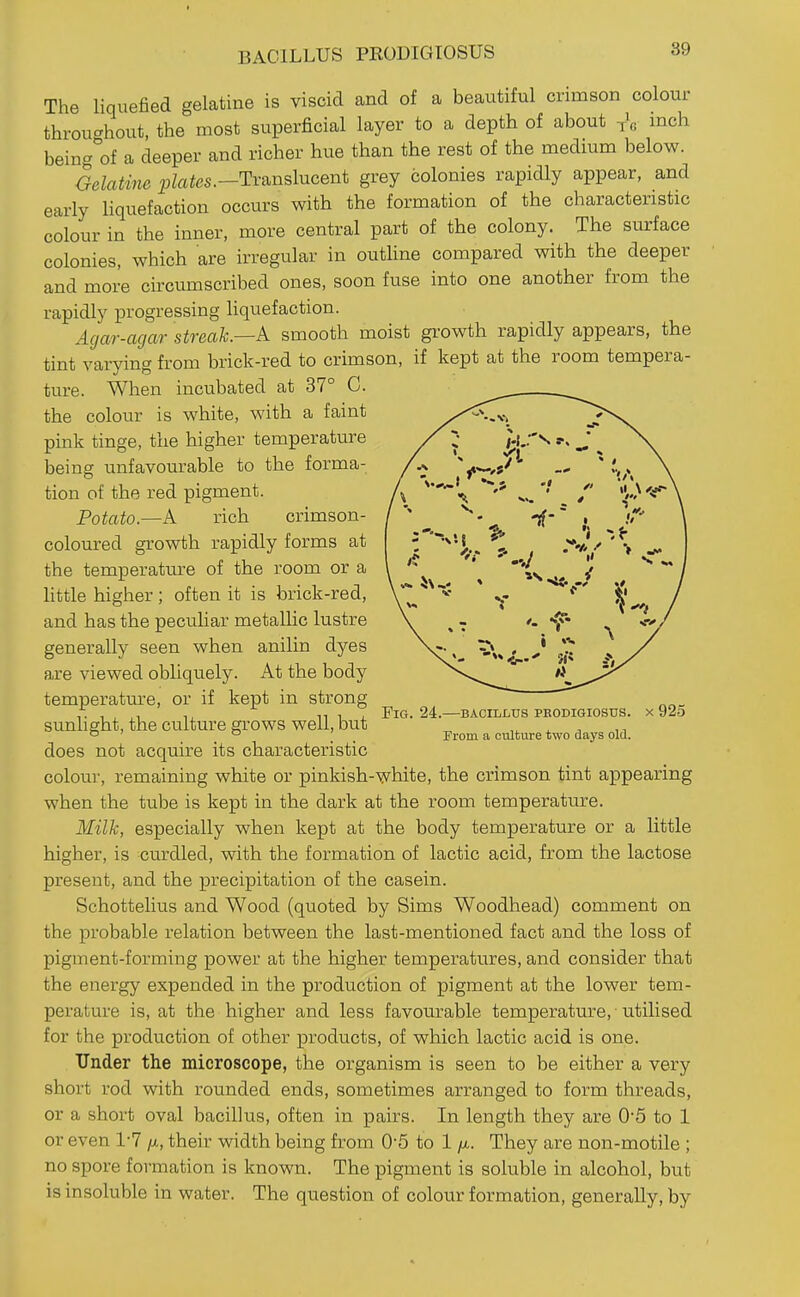 BACILLUS PKODIGIOSUS 89 The liquefied gelatine is viscid and of a beautiful crimson colour throughout, the most superficial layer to a depth of about inch being^of a deeper and richer hue than the rest of the medmm below. Gelatiftie ^Za^cs.—Translucent grey colonies rapidly appear, and early liquefaction occurs with the formation of the characteristic colour in the inner, more central part of the colony. The surface colonies, which are irregular in outhne compared with the deeper and more circumscribed ones, soon fuse into one another from the rapidly progressing liquefaction. Agar-agar streak.—k smooth moist growth rapidly appears, the tint varying from brick-red to crimson, if kept at the room tempera- ture. When incubated at 37° C. the colour is white, with a faint pink tinge, the higher temperature being unfavourable to the forma- tion of the red pigment. Potato.—A rich crimson- coloured growth rapidly forms at the temperature of the room or a little higher; often it is brick-red, and has the peculiar metaUic lustre generally seen when anilin dyes a,re viewed obliquely. At the body temperature, or if kept in strong sunlight, the culture grows well, but does not acquire its characteristic colour, remaining white or pinkish-white, the crimson tint appearing when the tube is kept in the dark at the room temperature. Milk, especially when kept at the body temperature or a little higher, is curdled, with the formation of lactic acid, from the lactose present, and the precipitation of the casein. Schottelius and Wood (quoted by Sims Woodhead) comment on the probable relation between the last-mentioned fact and the loss of pigment-forming power at the higher temperatures, and consider that the energy expended in the production of pigment at the lower tem- perature is, at the higher and less favourable temperature, utilised for the production of other products, of which lactic acid is one. Under the microscope, the organism is seen to be either a very short rod with rounded ends, sometimes arranged to form threads, or a short oval bacillus, often in pairs. In length they are 0'5 to 1 or even 1-7 their width being from 0*5 to 1 /x. They are non-motile ; no spore formation is known. The pigment is soluble in alcohol, but is insoluble in water. The question of colour formation, generally, by Fig. 24.—bacillus peodigiosus. x 925