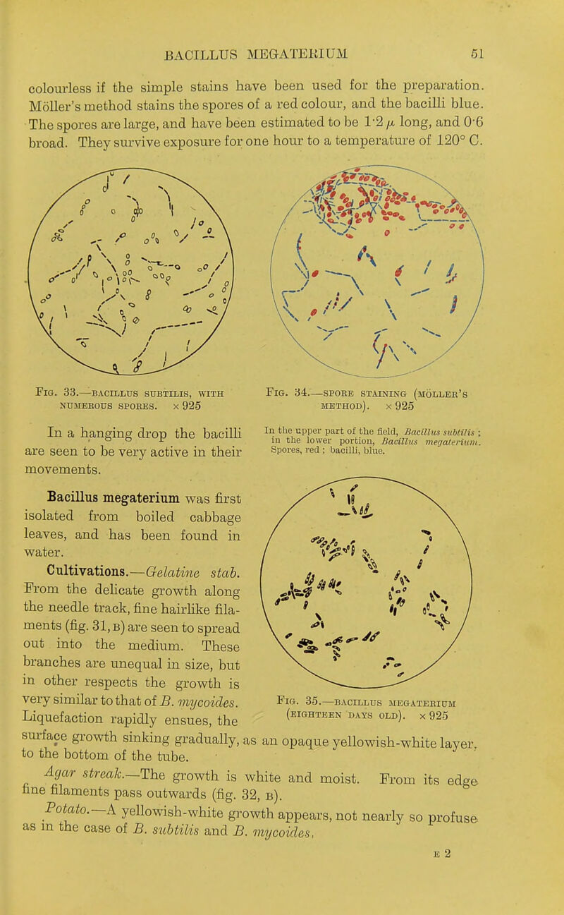 colourless if the simple stains have been used for the preparation. MoUer's method stains the spores of a red colour, and the baciUi blue. The spores are large, and have been estimated to be 1'2 /a long, and 0-6 broad. They survive exposure for one hour to a temperature of 120° C. Fig. 33.—bacillus subtilis, with numerous spoees. x 925 In a hanging drop the bacilli are seen to be very active in their movements. Fig. 34.—spoee staining (moller's method). X 925 In the upper part of the field, Bacillus sublilis ; iu the lower portion, Bacillus megatenum. Spores, red ; bacilli, blue. Bacillus megaterium was first isolated from boiled cabbage leaves, and has been found in water. Cultivations.—GeZa^Mie stah. From the dehcate growth along the needle track, fine hairlike fila- ments (fig. 31, b) are seen to spread out into the medium. These branches are unequal in size, but in other respects the growth is very similar to that of B. mycoides. Liquefaction rapidly ensues, the surface growth sinking gradually, as an opaque yellowish-white layer to the bottom of the tube. Agar streak.~The growth is white and moist. Prom its edge fine filaments pass outwards (fig. 32, b). Potato.~A yellowish-white growth appears, not nearly so profuse as m the case of B. subtilis and B. mycoides. E 2 Fig. 35.—bacillus megaterium (eighteen days old). X 925