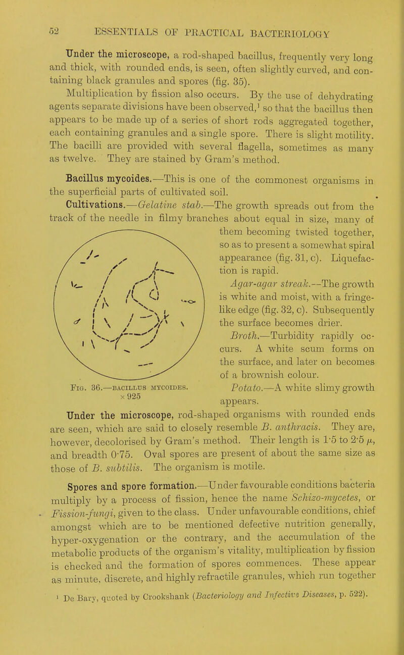 Under the microscope, a rod-shaped bacillus, frequently very long and thick, with rounded ends, is seen, often sHghtly curved, and con- taining black granules and spores (fig. 35). Multiplication by fission also occurs. By the use of dehydrating agents separate divisions have been observed,' so that the bacillus then appears to be made up of a series of short rods aggregated together, each containing granules and a single spore. There is shght motility. The bacilli are provided with several flagella, sometimes as many as twelve. They are stained by Gram's method. Bacillus mycoides.—This is one of the commonest organisms in the supei'ficial parts of cultivated soil. Cultivations.—Gelatine stab.—The growth spreads out from the track of the needle in filmy branches about equal in size, many of them becoming twisted together, so as to present a somewhat spiral appearance (fig. 31, c). Liquefac- tion is rapid. Agar-agar streak.—The growth is white and moist, with a fringe- like edge (fig. 32, c). Subsequently the surface becomes drier. Broth.—Turbidity rapidly oc- curs. A white scum forms on the surface, and later on becomes of a brownish colour. Potato.—A white slimy growth appears. Under the microscope, rod-shaped organisms with rounded ends are seen, which are said to closely resemble B. anthracis. They are, however, decolorised by Gram's method. Their length is 1-5 to 2-5 fx, and breadth 0-75. Oval spores are present of aboiit the same size as those of B. snbtilis. The organism is motile. Spores and spore formation.—Under favourable conditions bacteria multiply by a process of fission, hence the name Schizo-viycetes, or Fission-fungi, given to the class. Under unfavourable conditions, chief amongst which are to be mentioned defective nutrition generally, hyper-oxygenation or the contrary, and the accumulation of the metabolic products of the organism's vitality, multiphcation by fission is checked and the formation of spores commences. These appear as minute, discrete, and highly refractile granules, which run together 1 De Bary, quoted by Crookshank {Bacteriology and Infective Diseases, p. 522). -BACILLUS MYCOIDES. x925