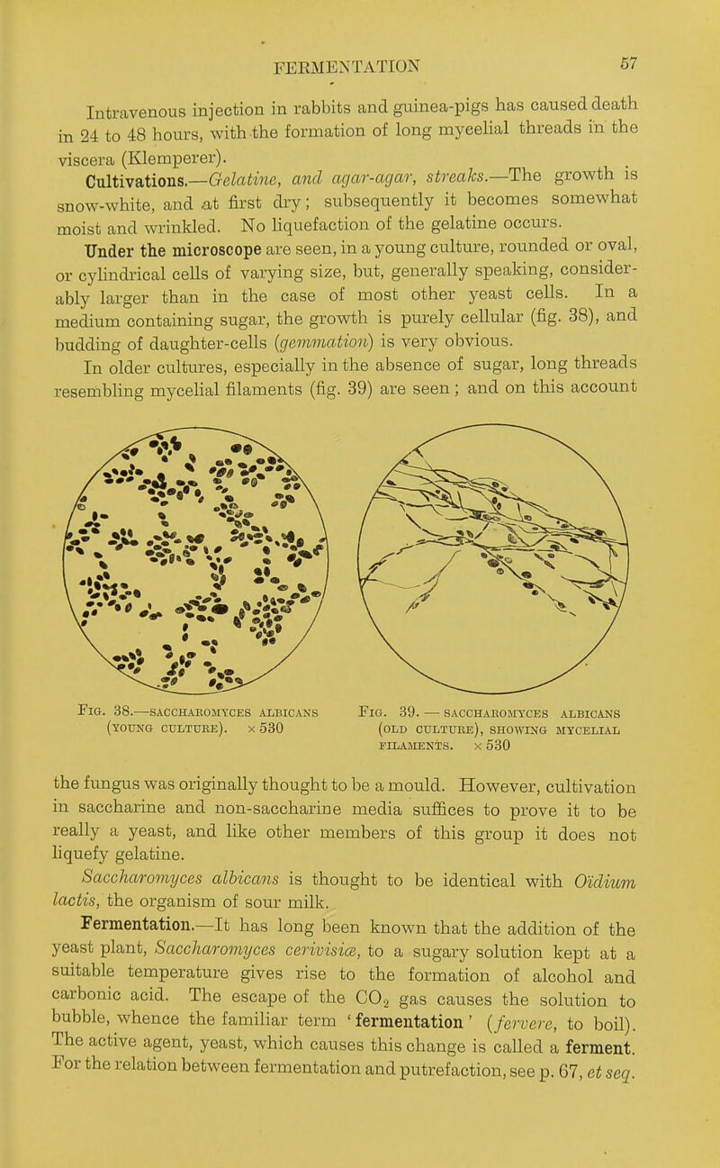 Intravenous injection in rabbits and guinea-pigs has caused death in 24 to 48 hours, with the formation of long myeehal threads in the viscera (Klemperer). Cultivations.—Gete^inc, and agar-agar, streaks.—The growth is snow-white, and at first dry; subsequently it becomes somewhat moist and wrinkled. No hquefaction of the gelatine occurs. Under the microscope are seen, in a young culture, rounded or oval, or cyhndrical cells of varying size, but, generally speaking, consider- ably larger than in the case of most other yeast cells. In a medium containing sugar, the growth is purely cellular (fig. 38), and budding of daughter-cells (gemmation) is very obvious. In older cultures, especially in the absence of sugar, long threads resembling myeehal filaments (fig. 39) are seen; and on this account Fig. 38.—sacchaeomyces albicans Fig. 39. — sAccHAEoarYCES albicans (young cultuee). X 530 (old cultuee), showing mycelial filaments. X 530 the fungus was originally thought to be a mould. However, cultivation in saccharine and non-saccharine media suflices to prove it to be really a yeast, and like other members of this group it does not liquefy gelatine. Saccharomyces albicans is thought to be identical with O'idium lactis, the organism of sour milk. Fermentation.—It has long been known that the addition of the yeast plant, Saccharomyces cerivisim, to a sugary solution kept at a suitable temperature gives rise to the formation of alcohol and carbonic acid. The escape of the CO2 gas causes the solution to bubble, whence the famihar term 'fermentation' {fervere, to boil). The active agent, yeast, which causes this change is called a ferment. For the relation between fermentation and putrefaction, see p. 67, et seq.