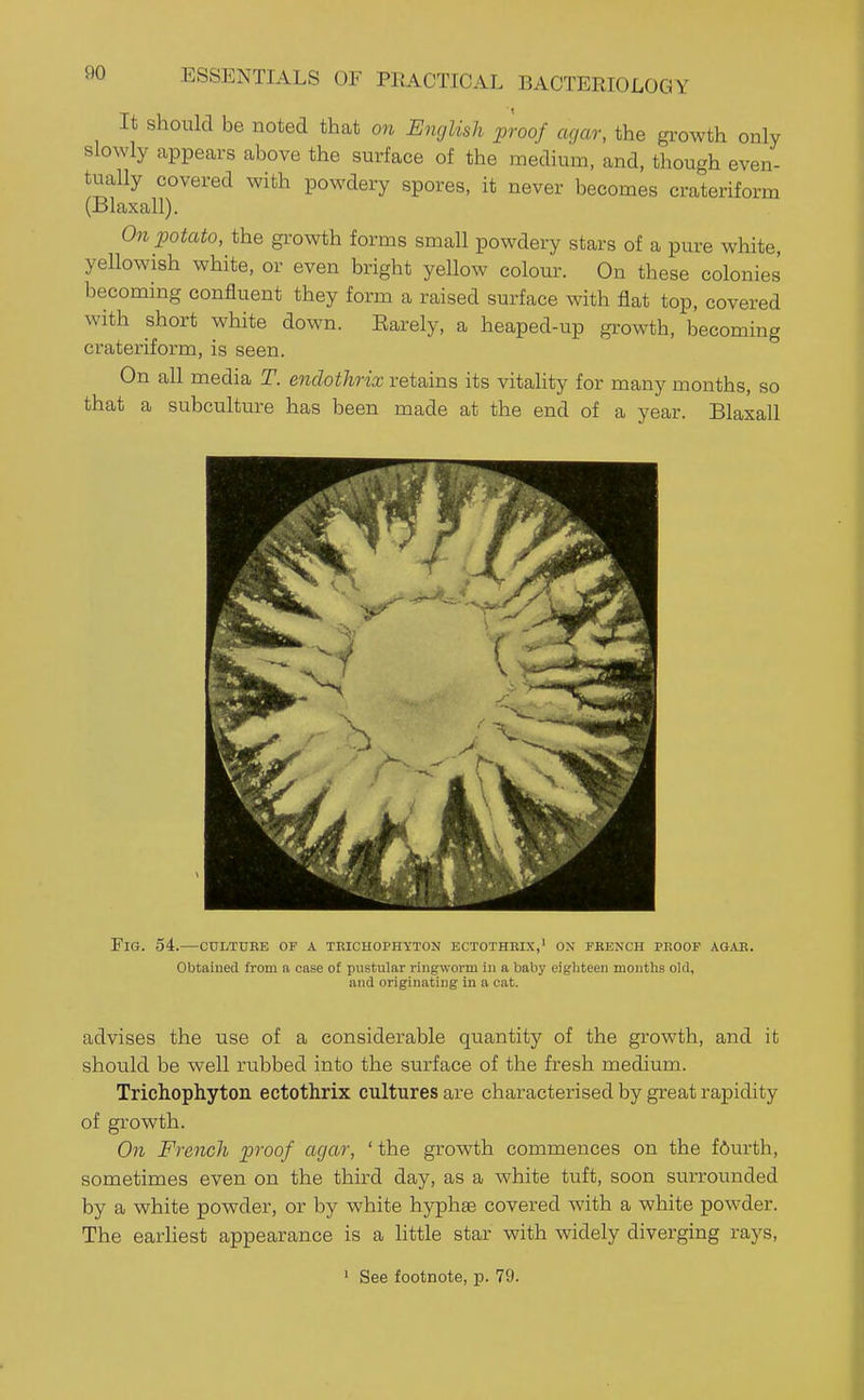 It should be noted that on English proof agar, the gi^owth only slowly appears above the surface of the medium, and, though even- tually covered with powdery spores, it never becomes crateriform (Blaxall). On potato, the growth forms small powdery stars of a pure white, yellowish white, or even bright yellow colour. On these colonies becoming confluent they form a raised surface with flat top, covered with short white down. Earely, a heaped-up growth, becoming crateriform, is seen. On all media T. endothrix retains its vitality for many months, so that a subculture has been made at the end of a year. Blaxall Fig. 54.—culture of a teichophyton ectothkix,' on feench peoof agab. Obtained from a case of pustular ringworm in a baby eighteen months old, and originating in a oat. advises the use of a considerable quantity of the growth, and it should be well rubbed into the surface of the fresh medium. Trichophyton ectothrix cultures are characterised by great rapidity of growth. On French proof agar, ' the growth commences on the fourth, sometimes even on the third day, as a white tuft, soon surrounded by a white powder, or by white hyphas covered with a white powder. The earliest appearance is a httle star with widely diverging rays.