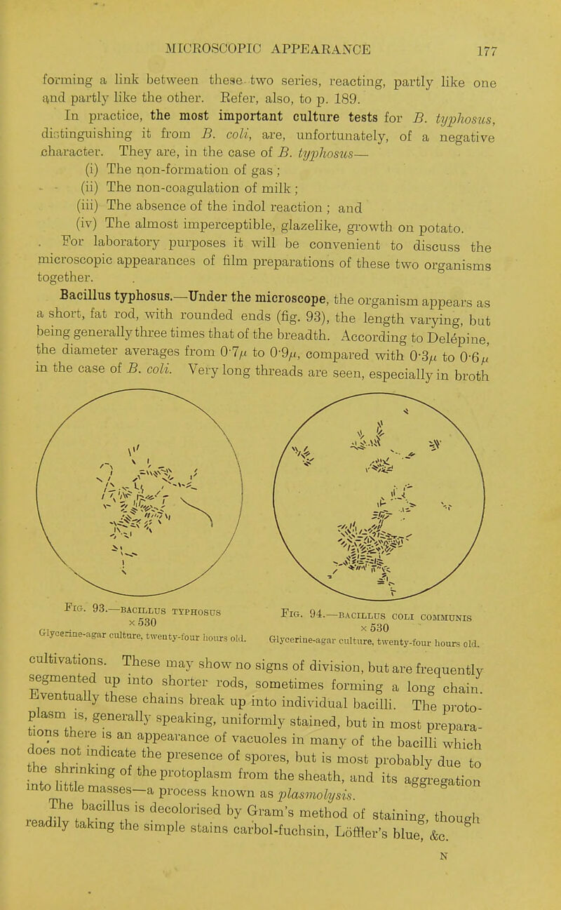 MICROSCOPIC APPEARANCE formiBg a link between these two series, reacting, partly like one and partly like the other. Eefer, also, to p. 189. In practice, the most important culture tests for B. Ujphostts, distinguishing it from B. coli, are, unfortunately, of a negative character. They are, in the case of B. ty2Jhosus— (i) The non-formation of gas ; (ii) The non-coagulation of milk ; (iii) The absence of the indol reaction ; and (iv) The almost imperceptible, glazelike, gi-owth on potato. . For laboratory purposes it will be convenient to discuss the microscopic appearances of film preparations of these two organisms together. Bacillus typhosus.—Under the microscope, the organism appears as a short, fat rod, with rounded ends (fig. 93), the length varying, but being generally three times that of the breadth. According to Delepine, the diameter averages from 0-7/.i to 0-9^, coznpared with O-3/.i to 0-6 in the case of B. coli. Very long threads are seen, especially in broth I Fig. 93.—bacillus typhosus x530 Fig. 94.—bacillus coli communis x530 Giycenae-agar culture, twenty-four hoiurs old. Glyceriue-agar culture, twenty-four hours old. cultivations. These may show no signs of division, but are frequently segmented up into shorter rods, sometimes forming a long chain Eventually these chains break up into individual bacilli. The proto plasm IS, generally speaking, uniformly stained, but in most prepara- tions there is an appearance of vacuoles in many of the bacilli which does not indicate the presence of spores, but is most probably due to the shnnkmg of the protoplasm from the sheath, and its aglgation into httle masses-a process known as plasmolysis ^  t'T!'' ^^^^^^^■i^^'^ by Gram's method of staining, though readily taking the simple stains carbol-fuchsin, Loffler's blueT&c N