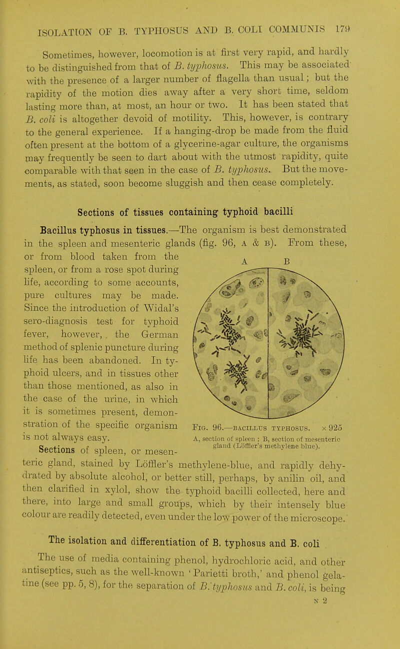 Sometimes, however, locomotion is at first very rapid, and hardly to be distinguished from that of B. typhostis. This may be associated with the presence of a larger number of flagella than usual; but the rapidity of the motion dies away after a very short time, seldom lasting more than, at most, an hour or two. It has been stated that B. coli is altogether devoid of motility. This, however, is contrary to the general experience. If a hanging-drop be made from the fluid often present at the bottom of a glycerine-agar culture, the organisms inay frequently be seen to dart about wdth the utmost rapidity, quite comparable with that seen in the case of B. typhoszis. But the move- ments, as stated, soon become sluggish and then cease completely. Sections of tissues containing typhoid bacilli Bacillus typhosus in tissues.—The organism is best demonstrated in the spleen and mesenteric glands (fig. 96, a & b). From these, or from blood taken from the spleen, or from a rose spot during life, according to some accounts, pure cultures may be made. Since the introduction of Widal's sero-diagnosis test for typhoid fever, however, . the German method of splenic puncture during life has been abandoned. In ty- phoid ulcers, and in tissues other than those mentioned, as also in the case of the urine, in which it is sometimes present, demon- stration of the specific organism is not always easy. Sections of spleen, or mesen- teric gland, stained by Loffler's methylene-blue, and rapidly dehy- drated by absolute alcohol, or better still, perhaps, by anihn oil, and then clarified in xylol, show the typhoid bacilh collected, here and there, into large and small groups, which by their intensely blue colour are readily detected, even under the low power of the microscope. The isolation and differentiation of B. typhosus and B. coli The use of media containing phenol, hydrochloric acid, and other antiseptics, such as the well-known ' Parietti broth,' and phenol gela- tine (see pp. 5, 8), for the separation of B.'typhosns and B. coli, is being N 2 A B Fig. 96.—bacillus typhosus, x 925 A, section of spleen ; B, section of mesenteric gland (LijfBer's methylene blue).