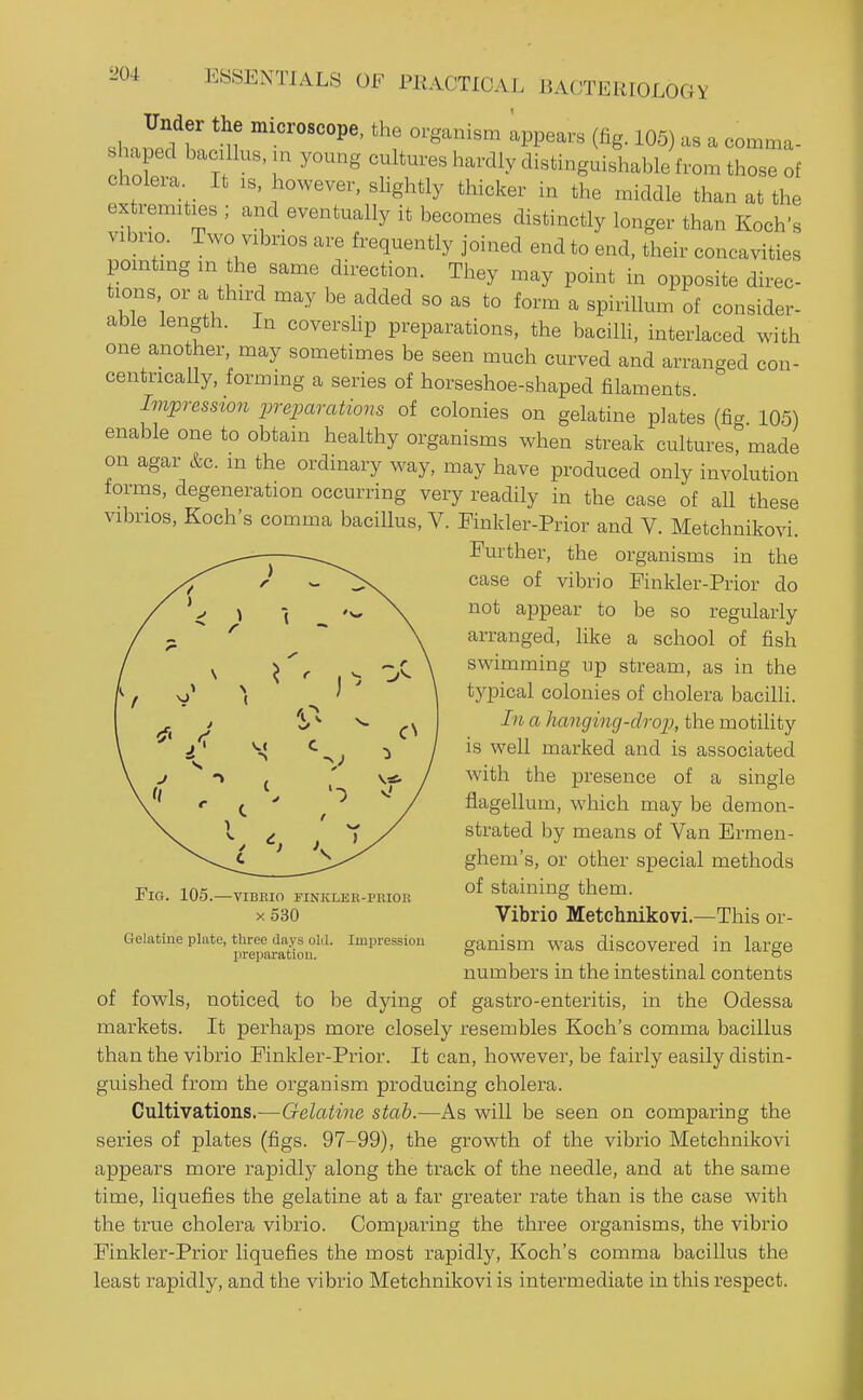 Under the microscope, the organism appears (fig. 105) as a comma- shaped bacillus, m young cultures hardly distinguirhable from those of cholera It is, however, slightly thicker in the middle than at the extremities ; and eventually it becomes distinctly longer than Koch's vibrio. Two vibrios are frequently joined end to end, their concavities pointing m the same direction. They may point in opposite direc- tions or a third may be added so as to form a spirillum of consider- able length. In covershp preparations, the bacilli, interlaced with one another, may sometimes be seen much curved and arranged con- centrically, forming a series of horseshoe-shaped filaments Impressio7i preparations of colonies on gelatine plates (fig 105) enable one to obtain healthy organisms when streak cultures, made on agar &c. m the ordinary way, may have produced only involution forms, degeneration occurring very readily in the case of all these vibrios, Koch's comma bacillus, V. Mnkler-Prior and V. Metchnikovi. Further, the organisms in the case of vibrio Finkler-Prior do not appear to be so regularly arranged, hke a school of fish swimming up stream, as in the typical colonies of cholera bacilli. In a hanging-drop, the motility is well marked and is associated with the presence of a single flagellum, which may be demon- strated by means of Van Ermen- ghem's, or other special methods of staining them. Vibrio Metclinikovi.—This or- ganism was discovered in large numbers in the intestinal contents of fowls, noticed to be dying of gastro-enteritis, in the Odessa markets. It perhaps more closely resembles Koch's comma bacillus than the vibrio Pinkler-Prior. It can, however, be fairly easily distin- guished from the organism producing cholera. Cultivations.—Gelatine stab.—As will be seen on comparing the series of plates (figs. 97-99), the growth of the vibrio Metchnikovi appears more rapidly along the track of the needle, and at the same time, liquefies the gelatine at a far greater rate than is the case with the true cholera vibrio. Comparing the three organisms, the vibrio Finkler-Prior liquefies the most rapidly, Koch's comma bacillus the least rapidly, and the vibrio Metchnikovi is intermediate in this respect. Pig. 105.- -VIBRIO FINKLEH-PBIOR x530 Gelatine plate, three days old. Impressiou preparation.