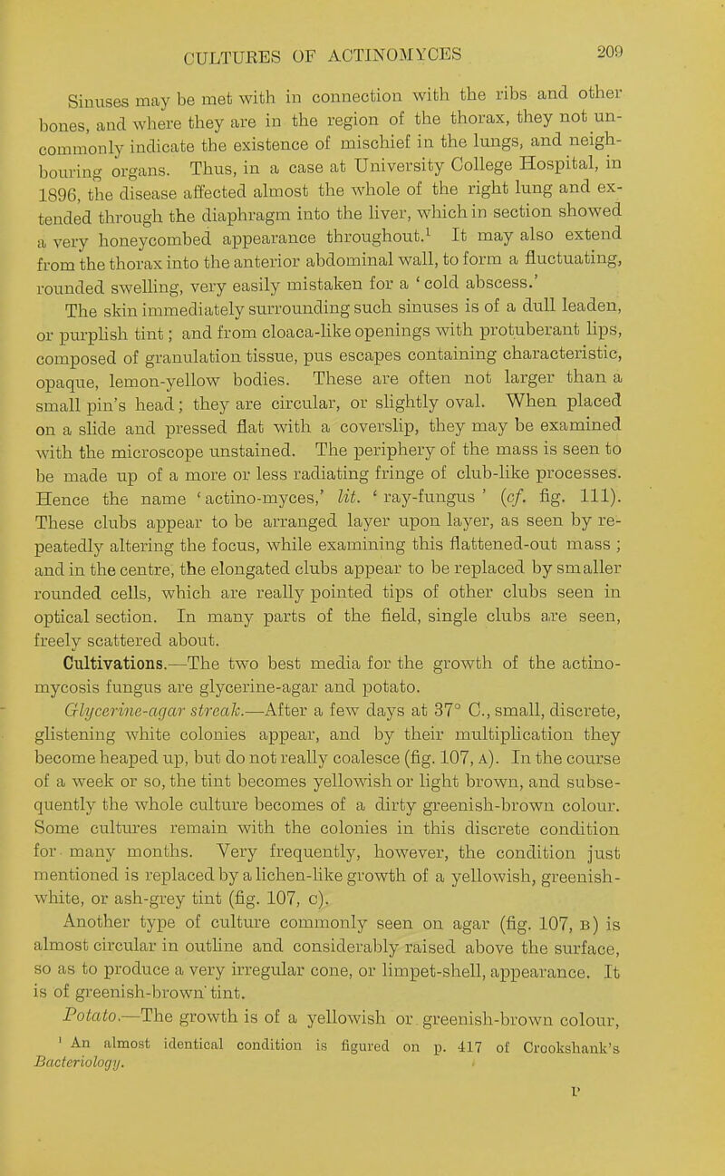 CULTURES OF ACTINOMYCES Sinuses may be met with in connection with the ribs and other bones, and where they are in the region of the thorax, they not un- commonly indicate the existence of mischief in the lungs, and neigh- bouring organs. Thus, in a case at University College Hospital, in 1896, the disease affected almost the whole of the right lung and ex- tended through the diaphragm into the hver, which in section showed a very honeycombed appearance throughout.^ It may also extend from the thorax into the anterior abdominal wall, to form a fluctuating, rounded sweUing, very easily mistaken for a ' cold abscess.' The skin immediately surrounding such sinuses is of a dull leaden, or purphsh tint; and from cloaca-hke openings with protuberant lips, composed of granulation tissue, pus escapes containing characteristic, opaque, lemon-yellow bodies. These are often not larger than a small pin's head; they are circular, or sHghtly oval. When placed on a slide and pressed flat with a covershp, they may be examined with the microscope unstained. The periphery of the mass is seen to be made up of a more or less radiating fringe of club-like processes. Hence the name ' actino-myces,' lit. ' ray-fungus ' (c/. fig. 111). These clubs appear to be arranged layer upon layer, as seen by re- peatedly altering the focus, while examining this flattened-out mass ; and in the centre, the elongated clubs appear to be replaced by smaller rounded cells, which are really pointed tips of other clubs seen in optical section. In many parts of the field, single clubs are seen, freely scattered about. Cultivations.—The two best media for the growth of the actino- mycosis fungus are glycerine-agar and potato. Glycerine-agar streak.—After a few days at 37° C, small, discrete, glistening white colonies appear, and by their multiplication they become heaped up, but do not really coalesce (fig. 107, a). In the course of a week or so, the tint becomes yellowish or light brown, and subse- quently the whole culture becomes of a dirty greenish-brown colour. Some cultures remain with the colonies in this discrete condition for. many months. Very frequently, however, the condition just mentioned is replaced by a lichen-hke growth of a yellowish, greenish- white, or ash-grey tint (fig. 107, c). Another type of culture commonly seen on agar (fig. 107, b) is almost circular in outline and considerably raised above the surface, so as to produce a very irregular cone, or limpet-shell, appearance. It is of greenish-brown' tint. Pototo,—The growth is of a yellowish or greenish-brown colour, ' An almost identical condition is figured on p. 417 of Crookshank's Bacteriology. V