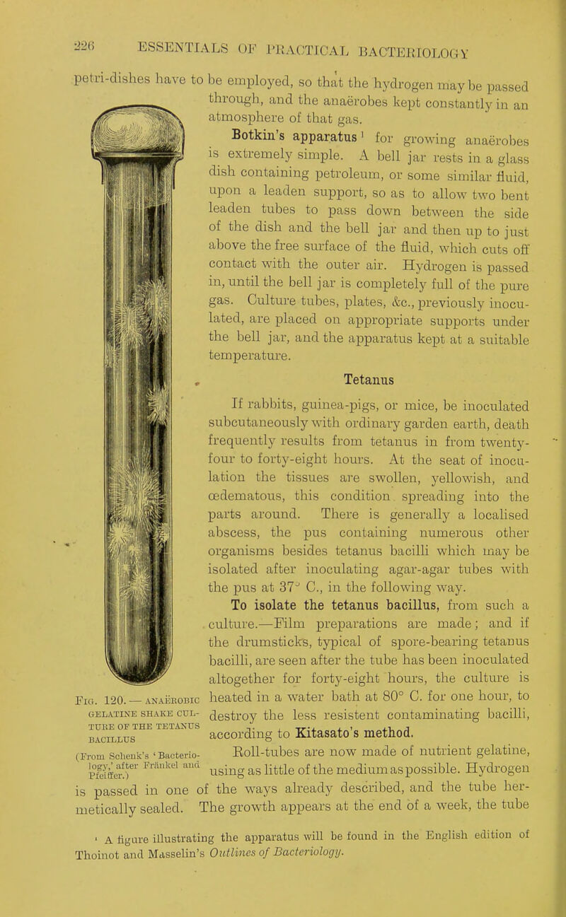 petri-dishes have to be employed, so that the hydrogen may be passed through, and the anaerobes kept constantly in an atmosphere of that gas. Botkin's apparatus' for growing anaerobes is extremely simple. A bell jar rests in a glass dish containing petroleum, or some similar fluid, upon a leaden support, so as to allow two bent leaden tubes to pass down between the side of the dish and the bell jar and then up to just above the free surface of the fluid, which cuts ofi' contact with the outer air. Hydrogen is passed lliiiiiilHiili the bell jar is completely full of the pure gas. Culture tubes, plates, &c., previously inocu- lated, are placed on appropriate supports under the bell jar, and the apparatus kept at a suitable temperature. Tetanus If rabbits, guinea-pigs, or mice, be inoculated subcutaneously wdth ordinary garden earth, death frequently results from tetanus in from twenty- four to forty-eight hours. At the seat of inocu- lation the tissues are swollen, yellowish, and oedematous, this condition spreading into the parts around. There is generally a localised abscess, the pus containing numerous other iiiiviiliniii organisms besides tetanus bacilli which may be isolated after inoculating agar-agar tubes with the pus at 37' C, in the following way. To isolate the tetanus bacillus, from such a culture.—Film preparations are made; and if the drumsticks, typical of spore-bearing tetanus bacilli, are seen after the tube has been inoculated altogether for forty-eight hours, the culture is heated in a water bath at 80° C. for one hour, to destroy the less resistent contaminating bacilli, according to Kitasato's method. Koll-tubes are now made of nutrient gelatine, using as little of the medium aspossible. Hydrogen is passed in one of the ways already described, and the tube her- metically sealed. The growth appears at the end of a week, the tube ■ A figure illustrating the apparatus will be found in the English edition of Thoinot and Mdsselin's Outlines of Bacteriology. m II Fig. 120. — ANAiiKOBic GELATINE SHAKE CUIj- TUHE OF THE TETANUS BACILIiUS (From Scheuk's 'Bacterio- logy,' after Friiiikel and Pfeiffier.)