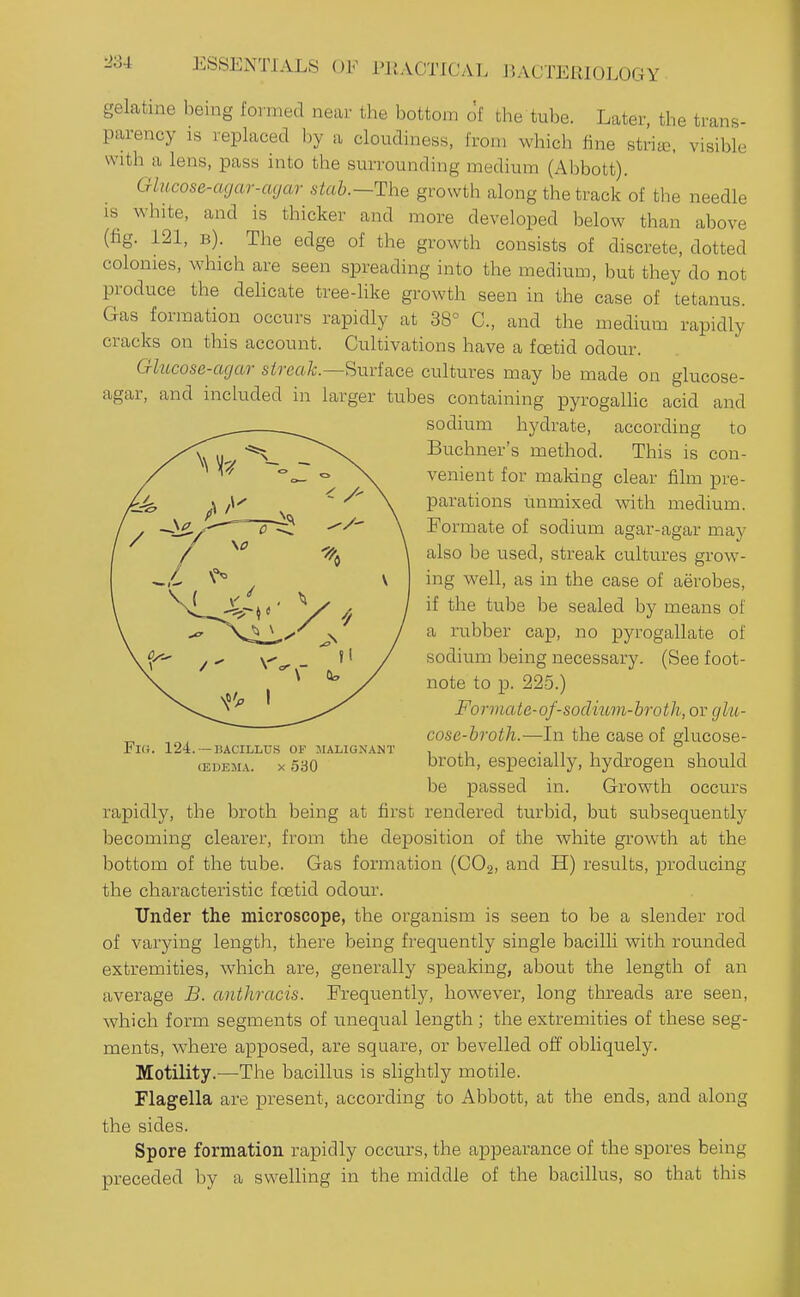 gelatine being formed near the bottom of the tul^e. Later, the trans- parency is replaced by a cloudiness, from which fine striae, visible with a lens, pass into the surrounding medium (Abbott). Glncose-agar-cujar stab.—The growth along the track of tlie needle is white, and is thicker and more developed below than above (fig. 121, b). The edge of the growth consists of discrete, dotted colonies, which are seen spreading into the medium, but they do not produce the dehcate tree-hke growth seen in the case of tetanus. Gas formation occurs rapidly at 38° C, and the medium rapidly cracks on this account. Cultivations have a fcetid odour. Ghicose-agar sireak.—'^ixuiace cultures may be made on glucose- agar, and included in larger tubes containing pyrogalhc acid and rapidly, the broth being at first rendered turbid, but subsequently becoming clearer, from the deposition of the white growth at the bottom of the tube. Gas formation (CO2, and H) results, producing the characteristic foetid odour. Under the microscope, the organism is seen to be a slender rod of varying length, there being frequently single bacilli with rounded extremities, which are, generally speaking, about the length of an average B. anthracis. Frequently, however, long threads are seen, which form segments of unequal length; the extremities of these seg- ments, where apposed, are square, or bevelled off obliquely. Motility.—The bacillus is slightly motile. Flagella are present, according to Abbott, at the ends, and along the sides. Spore formation rapidly occurs, the appearance of the spores being preceded by a swelling in the middle of the bacillus, so that this sodium hydrate, according to Buchner's method. This is con- venient for making clear film pre- parations unmixed with medium. Formate of sodium agar-agar may also be used, streak cultures grow- ing well, as in the case of aerobes, if the tube be sealed by means of a rubber cap, no pyrogallate of sodium being necessary. (See foot- note to p. 225.) FlO. 124. —BACILLUS OF -MALIGNANT (EDEMA. X 530 Formate-of-sodium-broth, or glu- cose-broth.—In the case of glucose- broth, especially, hydrogen should be passed in. Growth occurs