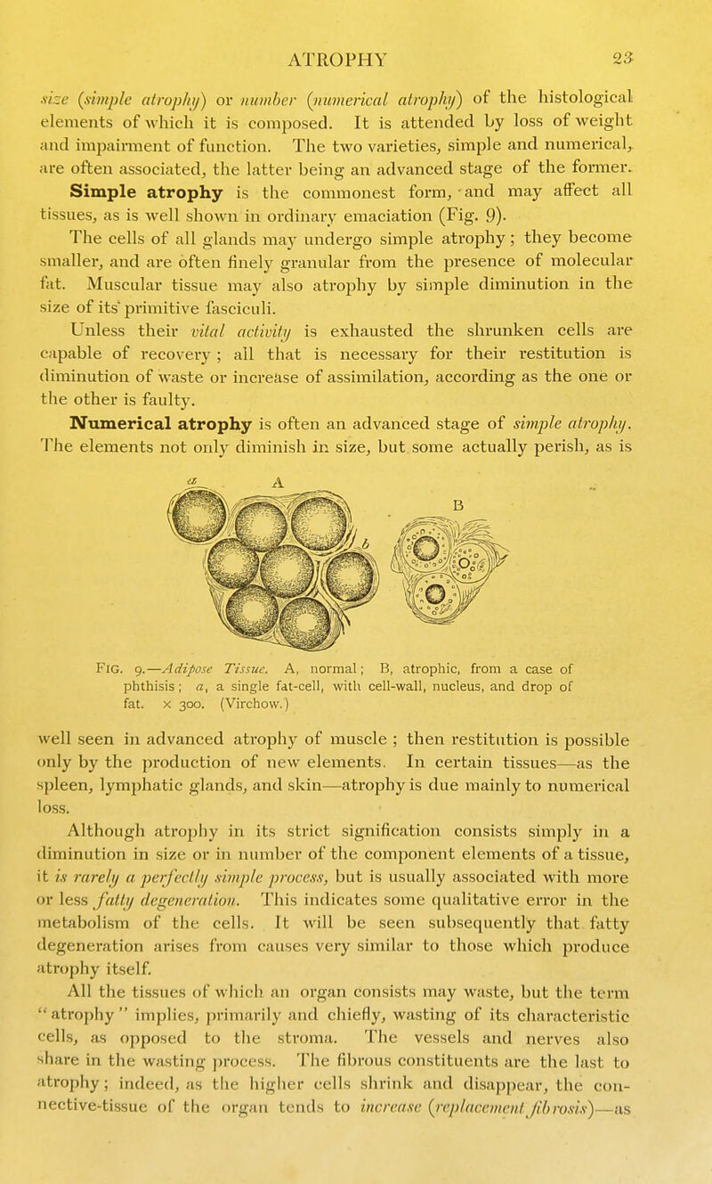 xize {simple atrophij) or number (iiumerical atropky) of the histological elements of which it is composed. It is attended by loss of weight and impairment of function. The two varieties, simple and numerical,, are often associated, the latter being an advanced stage of the former. Simple atrophy is the commonest form,-and. may affect all tissues, as is well shown in ordinary emaciation (Fig. 9)- The cells of all glands may undergo simple atrophy; they become smaller, and are often finely granular from the presence of molecular fat. Muscular tissue may also atrophy by simple diminution in the size of its primitive fasciculi. Unless their vital activifi/ is exhausted the shrunken cells are capable of recovery; all that is necessary for their restitution is diminution of waste or mcrease of assimilation, according as the one or the other is faulty. IVumerical atrophy is often an advanced stage of simple atrophij. The elements not only diminish in size, but some actually perish, as is A Fig. 9.—Adipose Tissue. A, normal; B, atrophic, from a case of phthisis ; a, a single fat-cell, with cell-wall, nucleus, and drop of fat. X 300. (Virchow.) well seen in advanced atrophy of muscle ; then restitution is possible only by the production of new elements. In certain tissues—as the spleen, lymphatic glands, and skin—atrophy is due mainly to numerical loss. Although atrophy in its strict signification consists simply in a diminution in size or in number of the component elements of a tissue, it is rarelij a perfecllij .simple process, but is usually associated with more or less faltij degeneration. This indicates some qualitative error in the metabolism of the cells. It will be seen subsequently that fatty degeneration arises from causes very similar to those which produce atrophy itself. All tlie tissues of wliich an organ consists may waste, but the term  atrophy  implies, primarily and chiefly, wasting of its characteristic cells, as opposed to the stroma. The vessels and nerves also share in the wasting process. The fibrous constituents are the last to atrophy; indeed, as the higher cells shrink and disappear, the con- nective-tissue of the organ tends to increase {replacement Jibnm.v)—as