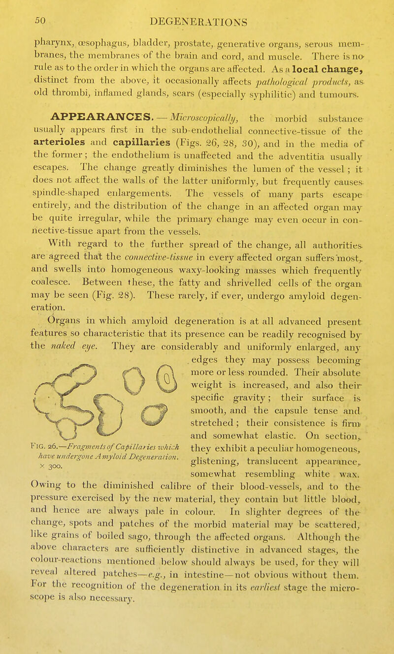 pharynx, cEsophagus, bladder, prostate, generative organs, sei-ous mem- branes, the membranes of the brain and cord, and muscle. There is no- rule as to the order in which the organs are affected. As a local change, distinct from the above, it occasionally affects jmlhologkal products, as- old thrombi, inflamed glands, scars (especially syphilitic) and tumours. APPEARAISrCES. —Mio/-o«oyj«-rt//7/, the morbid substance usually appears first in the sub-endothelial connective-tissue of the arterioles and capillaries (Figs. 26, 28, 30), and in the media of the former; the endothelium is unaffected and the adventitia usually escapes. The change greatly diminishes the lumen of the vessel ; it does not affect the walls of the latter uniformly, but frequently causes, spindle-shaped enlargements. The vessels of many parts escape entirely, and the distribution of the change in an affected organ ma.j be quite irregular, while the primary change may even occur in con- nective-tissue apart from the vessels. With regard to the further spread of the change, all authorities- are agreed that the connective-tissue in every affected organ suffers most,, and swells into homogeneous waxy-looking masses which frequently coalesce. Between these, the fatty and shrivelled cells of the organ may be seen (Fig. 28). These rarely, if ever, undergo amyloid degen- eration. Organs in which amyloid degeneration is at all advanced present features so characteristic that its presence can be readily recognised b^'- the naked eye. They are considerably and uniformly enlarged, anj- . edges they may possess becommg more or less rounded. Their absolute weight is increased, and also their specific gravity; their surface is smooth, and the capsule tense and stretched ; their consistence is firmi and somewhat elastic. On section,, they exhibit a peculiar homogeneous, glistening, translucent appearance,, somewhat resembling white M'ax. Owing to the diminished calibre of their blood-vessels, and to the pressure exercised by the new material, they contain but little blood, and hence are always pale in colour. In slighter degrees of the change, spots and patches of the morbid material may be scattered, like grains of boiled sago, through the affected organs. Although the above characters are sufficiently distinctive in advanced stages, the colour-reactions mentioned l)elow should always be used, for they will reveal altered patches—e.^., in intestine—not obvious without them. For the recognition of the degeneration in its earliest stage the micro- scope is also necessary. ^ta j Fig. 26.—Fragments of Capillaries lohir.h have undergone Amyloid Degeneration, y 300.