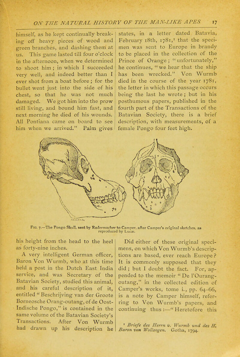 himself, as he kept continually break- ing off heavy pieces of wood and green branches, and dashing them at us. This game lasted till four o'clock in the afternoon, when we determined to shoot him ; in which I succeeded very well, and indeed better than I ever shot from a boat before ; for the bullet went just into the side of his chest, so that he was not much damaged. We got him into the prow still living, and bound him fast, and next morning he died of his wounds. All Pontiana came on board to see him when we arrived. Palm gives states, in a letter dated Batavia, February 18th, 1781, that the speci- men was sent to Europe in brandy to be placed in the collection of the Prince of Orange; unfortunately, he continues, we hear that the ship has been wrecked. Von Wurmb died in the course of the year 1781, the letter in which this passage occurs being the last he wrote; but in his posthumous papers, published in the fourth part of the Transactions of the Batavian Society, there is a brief description, with measurements, of a female Pongo four feet high. Fig. 7.—The Pongo Skull, sent by Radermacher to Camper, after Camper's original sketches, as reproduced by Luck. his height from the head to the heel as forty-nine inches. A very intelligent German officer, Baron Von Wurmb, who at this time held a post in the Dutch East India service, and was Secretary of the Batavian Society, studied this animal, and his careful description of it, entitled  Beschrijving van der Groote Borneosche Orang-outang, of de Oost- Indische Pongo, is contained in the same volume of the Batavian Society's Transactions. After Von Wurmb had drawn up his description he Did either of these original speci- mens, on which Von Wurmb's descrip- tions are based, ever reach Europe ? It is commonly supposed that they did ; but I doubt the fact. For, ap- pended to the memoir  De POurang- outang, in the collected edition of Camper's works, tome i., pp. 64-66, is a note by Camper himself, refer- ring to Von Wurmb's papers, and continuing thus :— Heretofore this 1 Briefe des Herm v. Wurmb und des H. Baron von Wollzogen. Gotha, 1794.