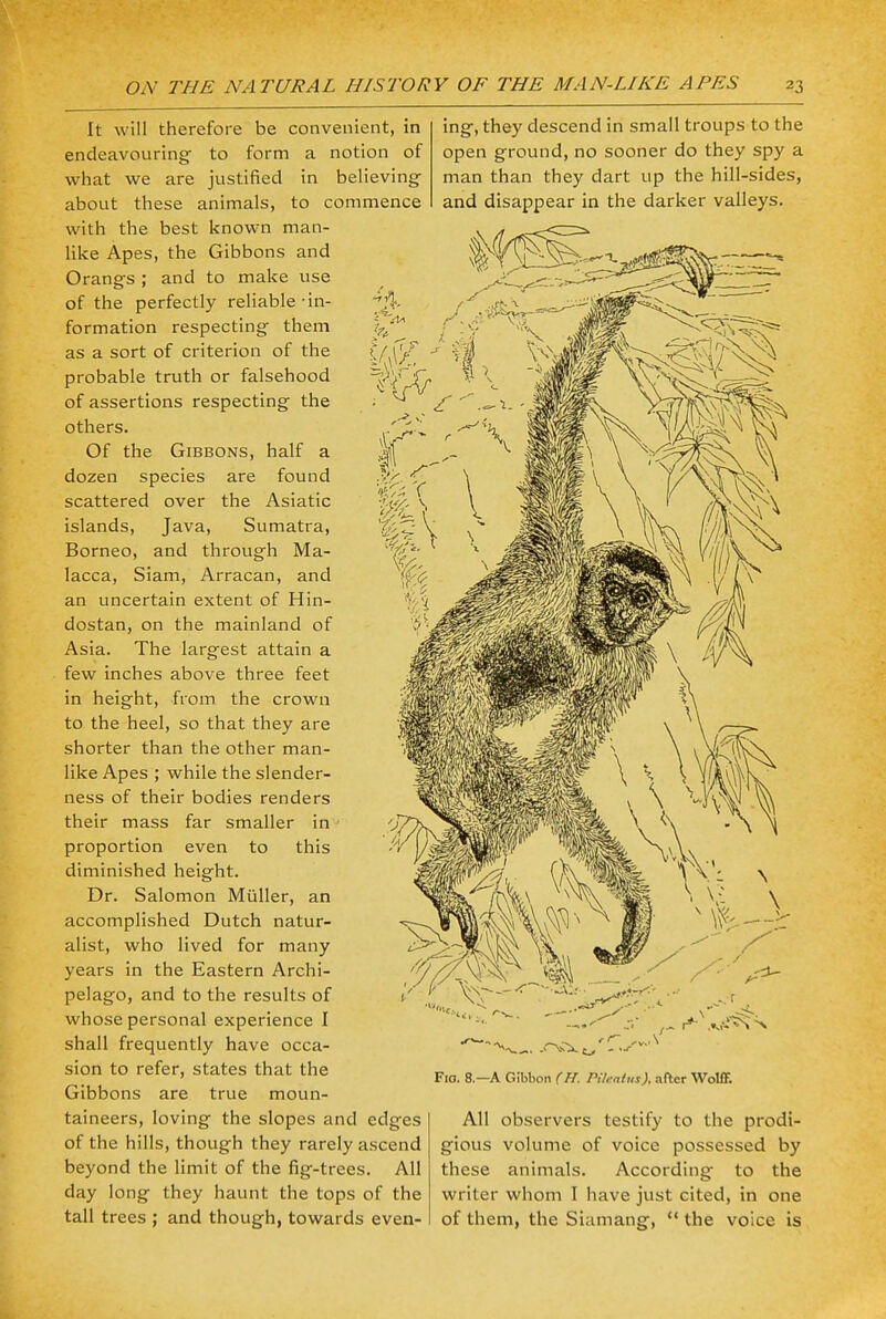 It will therefore be convenient, in endeavouring to form a notion of what we are justified in believing about these animals, to commence with the best known man- like Apes, the Gibbons and Orangs ; and to make use of the perfectly reliable-in- formation respecting them as a sort of criterion of the probable truth or falsehood of assertions respecting the others. Of the Gibbons, half a dozen species are found scattered over the Asiatic islands, Java, Sumatra, Borneo, and through Ma- lacca, Siam, Arracan, and an uncertain extent of Hin- dostan, on the mainland of Asia. The largest attain a few inches above three feet in height, from the crown to the heel, so that they are shorter than the other man- like Apes ; while the slender- ness of their bodies renders their mass far smaller in proportion even to this diminished height. Dr. Salomon Miiller, an accomplished Dutch natur- alist, who lived for many years in the Eastern Archi- pelago, and to the results of whose personal experience I shall frequently have occa- sion to refer, states that the Gibbons are true moun- taineers, loving the slopes and edges of the hills, though they rarely ascend beyond the limit of the fig-trees. All day long they haunt the tops of the tall trees ; and though, towards even- ing, they descend in small troups to the open ground, no sooner do they spy a man than they dart up the hill-sides, and disappear in the darker valleys. <P—.-v — -^ ,<v..N H^ -> *X c_, - ••<■ Fia. 8.—A Gibbon (H. Pileaius), after Wolff. All observers testify to the prodi- gious volume of voice possessed by these animals. According to the writer whom I have just cited, in one of them, the Siamang,  the voice is