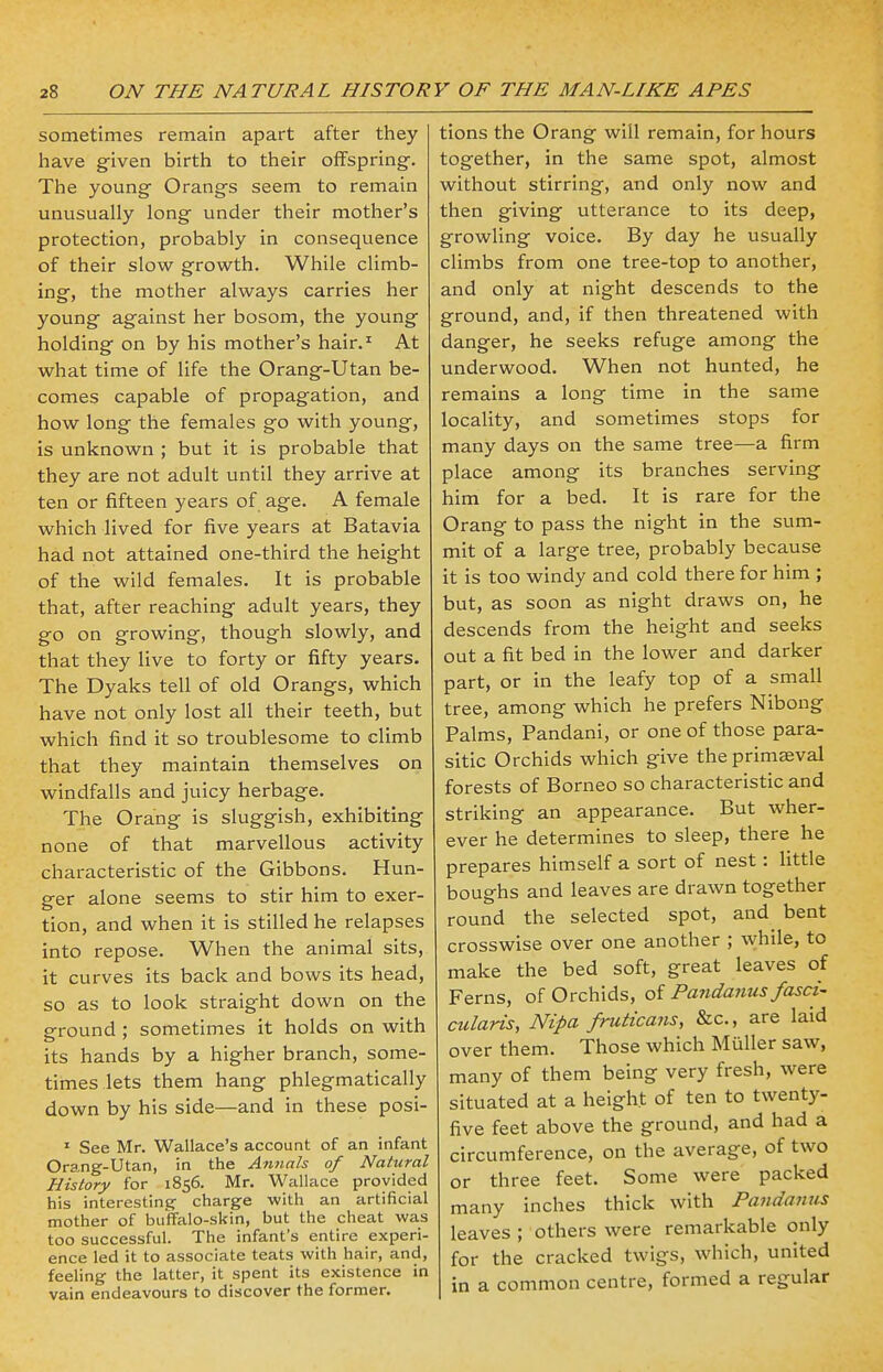 sometimes remain apart after they have given birth to their offspring. The young Orangs seem to remain unusually long under their mother's protection, probably in consequence of their slow growth. While climb- ing, the mother always carries her young against her bosom, the young holding on by his mother's hair.1 At what time of life the Orang-Utan be- comes capable of propagation, and how long the females go with young, is unknown ; but it is probable that they are not adult until they arrive at ten or fifteen years of age. A female which lived for five years at Batavia had not attained one-third the height of the wild females. It is probable that, after reaching adult years, they go on growing, though slowly, and that they live to forty or fifty years. The Dyaks tell of old Orangs, which have not only lost all their teeth, but which find it so troublesome to climb that they maintain themselves on windfalls and juicy herbage. The Orang is sluggish, exhibiting none of that marvellous activity characteristic of the Gibbons. Hun- ger alone seems to stir him to exer- tion, and when it is stilled he relapses into repose. When the animal sits, it curves its back and bows its head, so as to look straight down on the ground : sometimes it holds on with its hands by a higher branch, some- times lets them hang phlegmatically down by his side—and in these posi- 1 See Mr. Wallace's account of an infant Orang-Utan, in the Annals of Natural History for 1856. Mr. Wallace provided his interesting charge with an artificial mother of buffalo-skin, but the cheat was too successful. The infant's entire experi- ence led it to associate teats with hair, and, feeling the latter, it spent its existence in vain endeavours to discover the former. tions the Orang will remain, for hours together, in the same spot, almost without stirring, and only now and then giving utterance to its deep, growling voice. By day he usually climbs from one tree-top to another, and only at night descends to the ground, and, if then threatened with danger, he seeks refuge among the underwood. When not hunted, he remains a long time in the same locality, and sometimes stops for many days on the same tree—a firm place among its branches serving him for a bed. It is rare for the Orang to pass the night in the sum- mit of a large tree, probably because it is too windy and cold there for him ; but, as soon as night draws on, he descends from the height and seeks out a fit bed in the lower and darker part, or in the leafy top of a small tree, among which he prefers Nibong Palms, Pandani, or one of those para- sitic Orchids which give the primaeval forests of Borneo so characteristic and striking an appearance. But wher- ever he determines to sleep, there he prepares himself a sort of nest: little boughs and leaves are drawn together round the selected spot, and bent crosswise over one another ; while, to make the bed soft, great leaves of Ferns, of Orchids, of Pandanus fasci- cularis, Nipa fruticans, &c, are laid over them. Those which Muller saw, many of them being very fresh, were situated at a height of ten to twenty- five feet above the ground, and had a circumference, on the average, of two or three feet. Some were packed many inches thick with Pandanus leaves ; others were remarkable only for the cracked twigs, which, united in a common centre, formed a regular