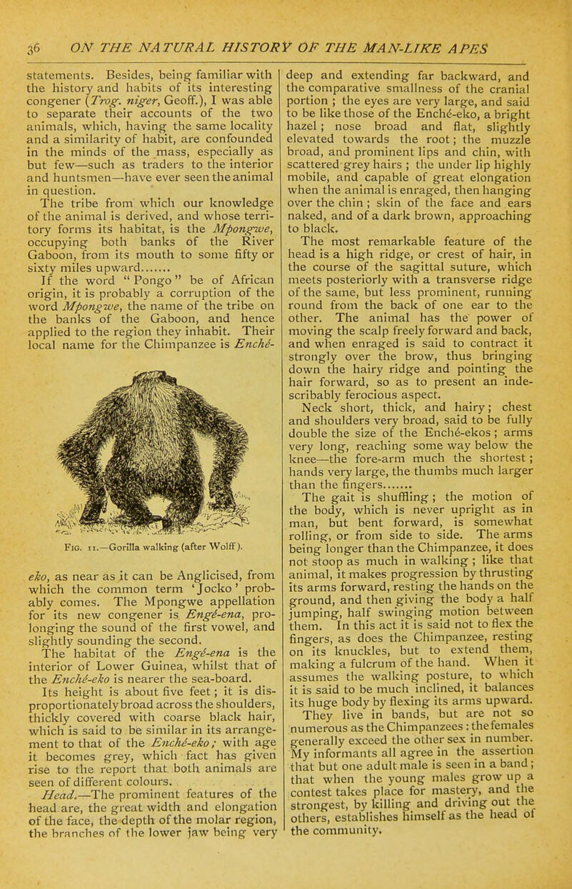 statements. Besides, being familiar with the history and habits of its interesting congener (Trog. niger, Geoff.), I was able to separate their accounts of the two animals, which, having the same locality and a similarity of habit, are confounded in the minds of the mass, especially as but few—such as traders to the interior and huntsmen—have ever seen the animal in question. The tribe from which our knowledge, of the animal is derived, and whose terri- tory forms its habitat, is the Mpongwe, occupying both banks of the River Gaboon, from its mouth to some fifty or sixty miles upward If the word  Pongo be of African origin, it is probably a corruption of the word Mpongwe, the name of the tribe on the banks of the Gaboon, and hence applied to the region they inhabit. Their local name for the Chimpanzee is Enche- Fig. ii.—Gorilla walking (after Wolff). eko, as near as it can be Anglicised, from which the common term 'Jocko' prob- ably comes. The Mpongwe appellation for its new congener is Engi-ena, pro- longing the sound of the first vowel, and slightly sounding the second. The habitat of the Engi-ena is the interior of Lower Guinea, whilst that of the Enche-eko is nearer the sea-board. Its height is about five feet; it is dis- proportionatelybroad across the shoulders, thickly covered with coarse black hair, which is said to be similar in its arrange- ment to that of the Enchd-eko; with age it becomes grey, which fact has given rise to the report that both animals are seen of different colours. Head.—-The prominent features of the head are, the great width and elongation of the face, the depth of the molar region, the branches of the lower jaw being very deep and extending far backward, and the comparative smallness of the cranial portion ; the eyes are very large, and said to be like those of the Enchd-eko, a bright hazel ; nose broad and flat, slightly elevated towards the root; the muzzle broad, and prominent lips and chin, with scattered grey hairs ; the under lip highly mobile, and capable of great elongation when the animal is enraged, then hanging over the chin ; skin of the face and ears naked, and of a dark brown, approaching to black. The most remarkable feature of the head is a high ridge, or crest of hair, in the course of the sagittal suture, which meets posteriorly with a transverse ridge of the same, but less prominent, running round from the back of one ear to the other. The animal has the power of moving the scalp freely forward and back, and when enraged is said to contract it strongly over the brow, thus bringing down the hairy ridge and pointing the hair forward, so as to present an inde- scribably ferocious aspect. Neck short, thick, and hairy; chest and shoulders very broad, said to be fully double the size of the Enche-ekos; arms very long, reaching some way below the knee—the fore-arm much the shortest; hands very large, the thumbs much larger than the fingers The gait is shuffling ; the motion of the body, which is never upright as in man, but bent forward, is somewhat rolling, or from side to side. The arms being longer than the Chimpanzee, it does not stoop as much in walking ; like that animal, it makes progression by thrusting its arms forward, resting the hands on the ground, and then giving the body a half jumping, half swinging motion between them. In this act it is said not to flex the fingers, as does the Chimpanzee, resting on its knuckles, but to extend them, making a fulcrum of the hand. When it assumes the walking posture, to which it is said to be much inclined, it balances its huge body by flexing its arms upward. They live in bands, but are not so numerous as the Chimpanzees : the females generally exceed the other sex in number. My informants all agree in the assertion that but one adult male is seen in a band ; that when the young males grow up a contest takes place for mastery, and the strongest, by killing and driving out the others, establishes himself as the head of the community.