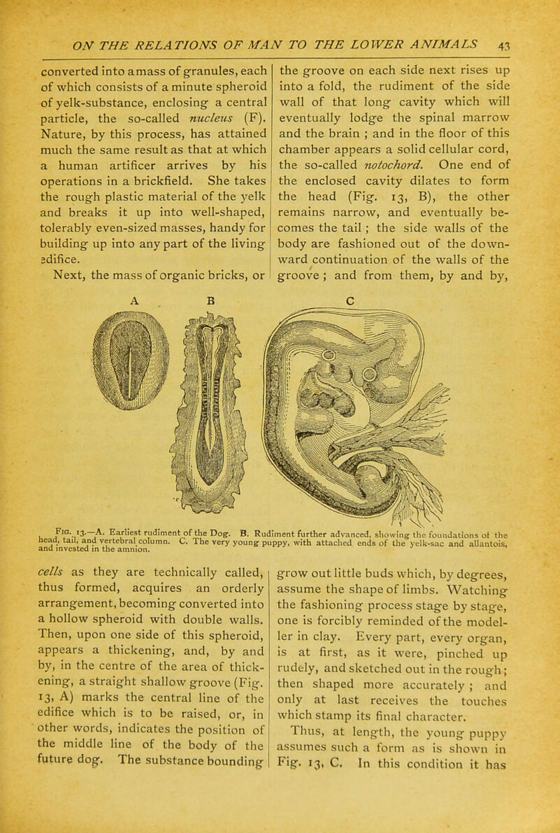 converted into amass of granules, each of which consists of a minute spheroid of yelk-substance, enclosing- a central particle, the so-called nucleus (F). Nature, by this process, has attained much the same result as that at which a human artificer arrives by his operations in a brickfield. She takes the rough plastic material of the yelk and breaks it up into well-shaped, tolerably even-sized masses, handy for building up into any part of the living edifice. Next, the mass of organic bricks, or I the groove on each side next rises up into a fold, the rudiment of the side wall of that long cavity which will eventually lodge the spinal marrow and the brain ; and in the floor of this chamber appears a solid cellular cord, the so-called notochord. One end of the enclosed cavity dilates to form the head (Fig. 13, B), the other remains narrow, and eventually be- comes the tail; the side walls of the body are fashioned out of the down- ward continuation of the walls of the groove ; and from them, by and by, u f1?'-?3'-^' Ea,rI;e1st ™d'ment of the Dog. B. Rudiment further advanced, showing the foundations ot the head, tail, and vertebral column. C. The very young puppy, with attached ends of the yelk-sac and allantois, and invested in the amnion. cells as they are technically called, thus formed, acquires an orderly arrangement, becoming converted into a hollow spheroid with double walls. Then, upon one side of this spheroid, appears a thickening, and, by and by, in the centre of the area of thick- ening, a straight shallow groove (Fig. 13, A) marks the central line of the edifice which is to be raised, or, in other words, indicates the position of the middle line of the body of the future dog. The substance bounding grow out little buds which, by degrees, assume the shape of limbs. Watching the fashioning process stage by stage, one is forcibly reminded of the model- ler in clay. Every part, every organ, is at first, as it were, pinched up rudely, and sketched out in the rough; then shaped more accurately ; and only at last receives the touches which stamp its final character. Thus, at length, the young puppy assumes such a form as is shown in Fig. 13, C. In this condition it has