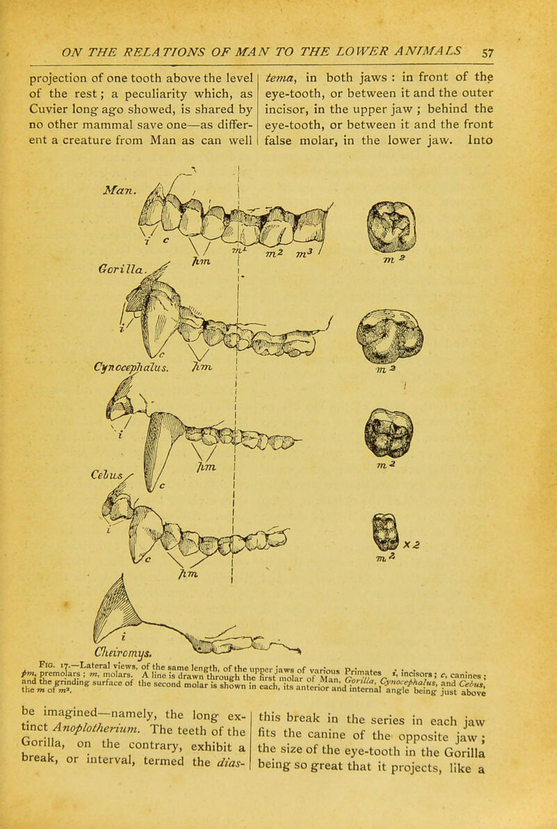 projection of one tooth above the level of the rest; a peculiarity which, as Cuvier long- ago showed, is shared by no other mammal save one—as differ- ent a creature from Man as can well te?na, in both jaws : in front of the eye-tooth, or between it and the outer incisor, in the upper jaw ; behind the eye-tooth, or between it and the front false molar, in the lower jaw. Into Man. X2 Cfieiromys. sf^Mf'surface of the second molar is sh°- - Kn&ifti^ ?;sdt 2£a be imagined—namely, the long ex- tinct Anoplotherium. The teeth of the Gorilla, on the contrary, exhibit a break, or interval, termed the dias- this break in the series in each jaw fits the canine of the opposite jaw ; the size of the eye-tooth in the Gorilla being so great that it projects, like a