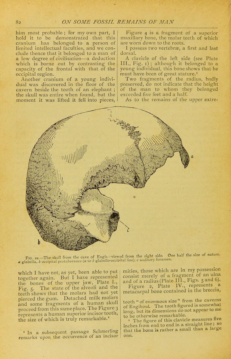 him most probable ; for my own part, I hold it to be demonstrated that this cranium has belonged to a person of limited intellectual faculties, and we con- clude thence that it belonged to a man of a low degree of civilisation—a deduction which is borne out by contrasting the capacity of the frontal with that of the occipital region. Another cranium of a young indivi- dual was discovered in the floor of the cavern beside the tooth of an elephant ; the skull was entire when found, but the moment it was lifted it fell into pieces, Figure 4 is a fragment of a superior maxillary bone, the molar teeth of which are worn down to the roots. I possess two vertebrae, a first and last dorsal. A clavicle of the left side (see Plate III., Fig. i) ; although it belonged to a young individual, this bone shows that he must have been of great stature.1 Two fragments of the radius, badly preserved, do not indicate that the height of the man to whom they belonged exceeded five feet and a half. As to the remains of the upper extre- Fig. „.-The skull from the cave of Engis-viewed from the right side. One half the size of nature. a glabella, b occipital protuberance (a to b glabello-occ.pital line), c auditory foramen. which I have not, as yet, been able to put together again. But I have represented the bones of the upper jaw, Plate I., Fig. 5. The state of the alveoli and the teeth shows that the molars had not yet pierced the gum. Detached milk molars and some fragments of a human skull proceed from this sameplace. The Figure 3 represents a human superior incisor tooth, the size of which is truly remarkable.1 1 In a subsequent passage Sehmerling remarks upon the occurrence of an incisor mities, those which are in my possession consist merely of a fragment of an ulna and of a radius (Plate III., Figs. 5 and 6). Figure 2, Plate IV., represents > a metacarpal bone contained in the breccia, tooth of enormous size from the caverns of Engihoul. The tooth figured is somewhat long-, but its dimensions do not appear to me to be otherwise remarkable. 1 The figure of this clavicle measures nve inches from end to end in a straight line ; so that the bone is rather a small than a large one.