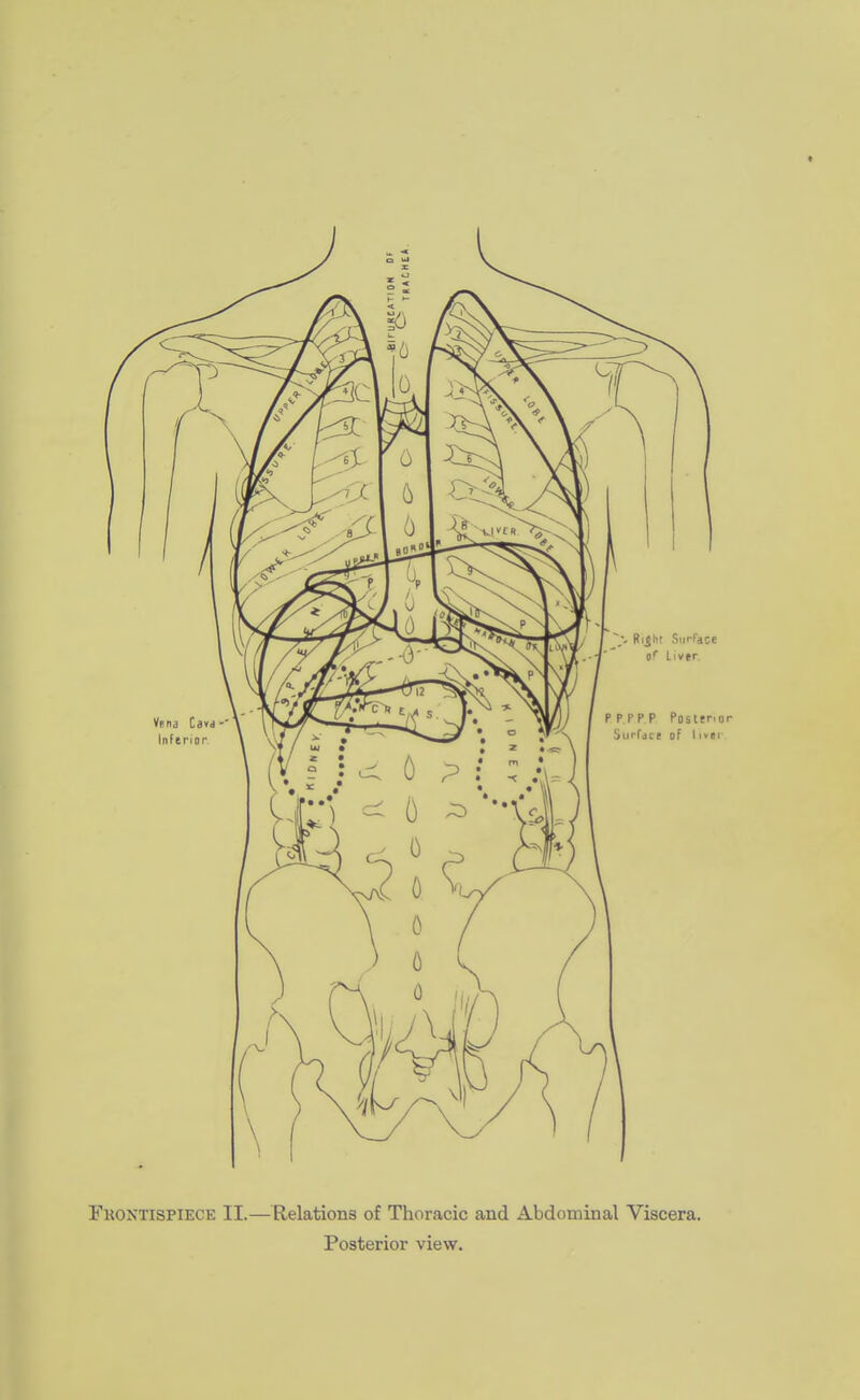 Frontispiece II.— Relations of Thoracic and Abdominal Viscera.