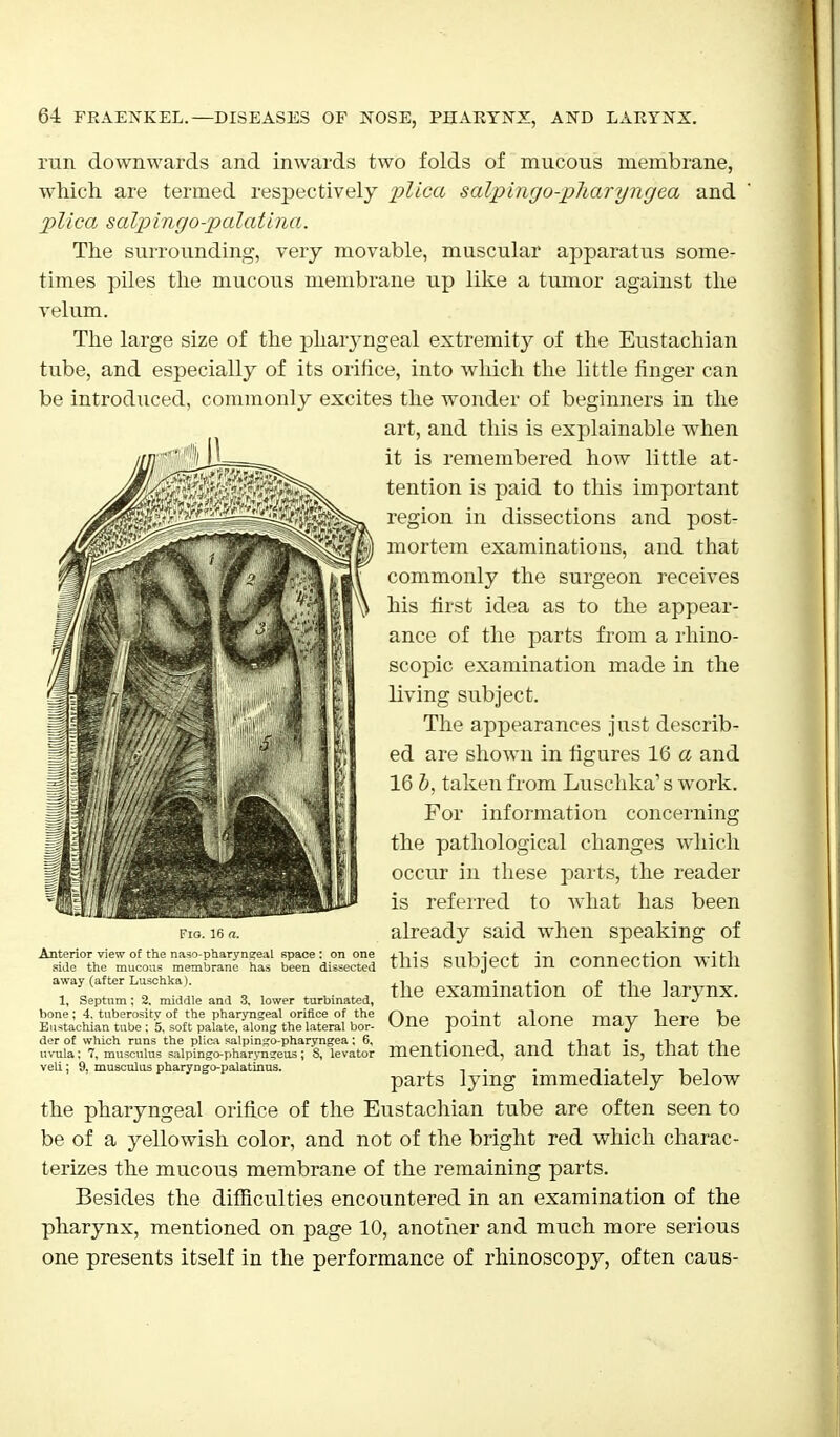 run downwards and inwards two folds of mucous membrane, which are termed respectively plica salpingo-pliaryngea and plica salpingo-palatina. The surrounding, very movable, muscular apparatus some- times piles the mucous membrane up like a tumor against the velum. The large size of the pharyngeal extremity of the Eustachian tube, and especially of its orifice, into which the little ringer can be introduced, commonly excites the wonder of beginners in the art, and this is explainable when it is remembered how little at- tention is paid to this important region in dissections and post- mortem examinations, and that commonly the surgeon receives his first idea as to the appear- ance of the parts from a rhino- scopic examination made in the living subject. The appearances just describ- ed are shown in figures 16 a and 16 5, taken from Luschka's work. For information concerning the pathological changes which occur in these parts, the reader is referred to what has been already said when speaking of this subject in connection with the examination of the larynx. One point alone may here be mentioned, and that is, that the parts lying immediately below the pharyngeal orifice of the Eustachian tube are often seen to be of a yellowish color, and not of the bright red which charac- terizes the mucous membrane of the remaining parts. Besides the difficulties encountered in an examination of the pharynx, mentioned on page 10, another and much more serious one presents itself in the performance of rhinoscopy, often caus- been dissected Fig. 16 a. Anterior view of the naso-pharyngeal space side the mucous membrane ha: away (after Luschka). 1, Septum; 2. middle and 3, lower turbinated, bone; 4. tuberosity of the pharyngeal orifice of the Eustachian tube : 5, soft palate, along the lateral bor- der of which runs the plica salpingo-pharyngea; 6, uvula; 7, musculus salpingo-pharyngeus; S, levator veli; 9, musculus pharyngo-palatinus.