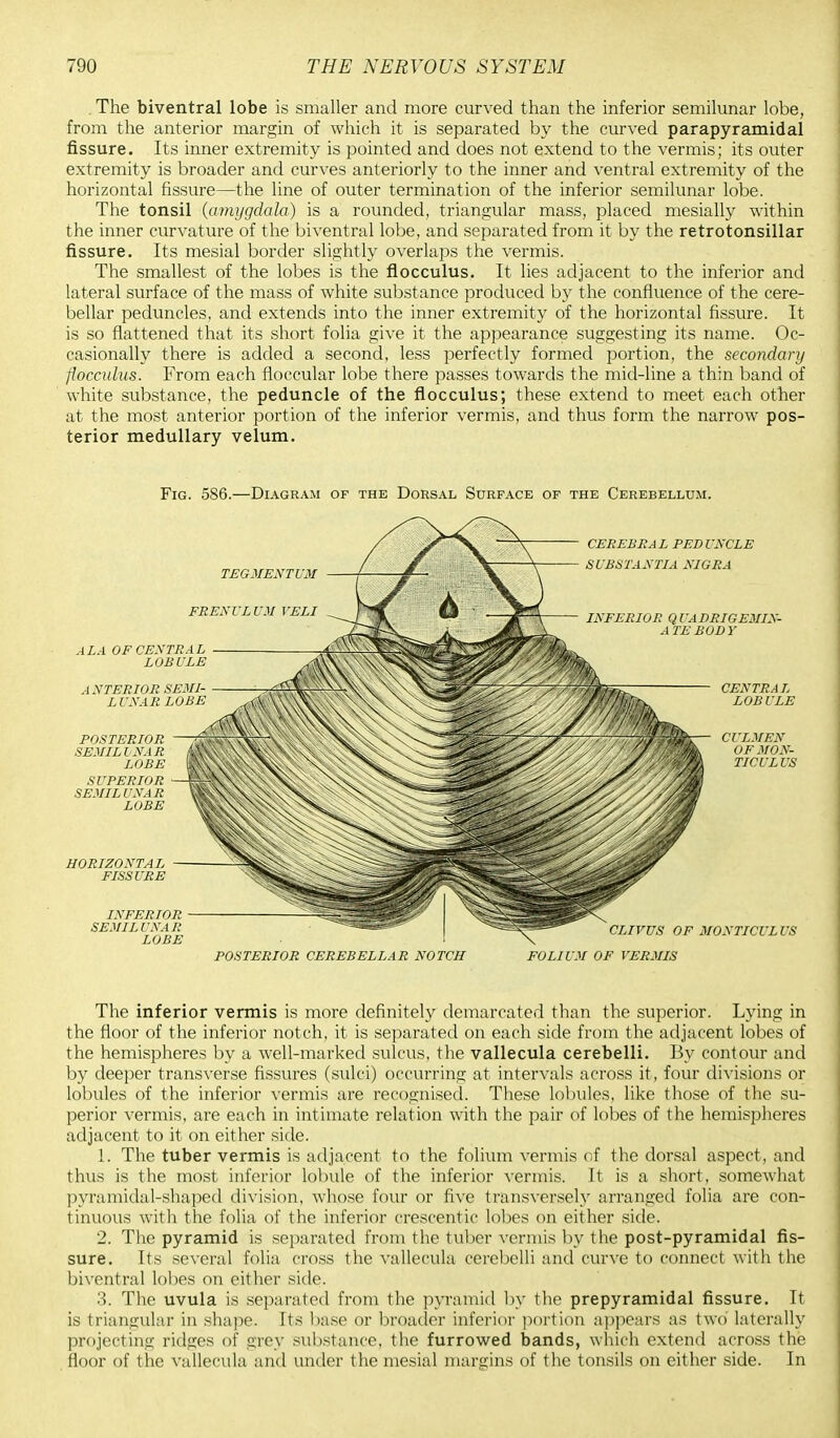 The biventral lobe is smaller and more curved than the inferior semilunar lobe, from the anterior margin of which it is separated by the curved parapyramidal fissure. Its inner extremity is pointed and does not extend to the vermis; its outer extremity is broader and curves anteriorly to the inner and ventral extremity of the horizontal fissure—the line of outer termination of the inferior semilunar lobe. The tonsil (amygdala) is a rounded, triangular mass, placed mesially within the inner curvature of the biventral lobe, and separated from it by the retrotonsillar fissure. Its mesial border slightly overlaps the vermis. The smallest of the lobes is the flocculus. It lies adjacent to the inferior and lateral surface of the mass of white substance produced by the confluence of the cere- bellar peduncles, and extends into the inner extremity of the horizontal fissure. It is so flattened that its short folia give it the appearance suggesting its name. Oc- casionally there is added a second, less perfectly formed portion, the secondary fioccidus. From each floccular lobe there passes towards the mid-line a thin band of white substance, the peduncle of the flocculus; these extend to meet each other at the most anterior portion of the inferior vermis, and thus form the narrow pos- terior medullary velum. Fig. 586.—Diagram of the Dorsal Surface of the Cerebellum. POSTERIOR CEREBELLAR NOTCH FOLIUM OF VERMIS The inferior vermis is more definitely demarcated than the superior. Lying in the floor of the inferior notch, it is separated on each side from the adjacent lobes of the hemispheres by a well-marked sulcus, the vallecula cerebelli. By contour and by deeper transverse fissures (sulci) occurring at intervals across it, four divisions or lobules of the inferior vermis are recognised. These lobules, like those of the su- perior vermis, are each in intimate relation with the pair of lobes of the hemispheres adjacent to it on either side. 1. The tuber vermis is adjacent to the folium vermis of the dorsal aspect, and thus is the most inferior lobule of the inferior vermis. It is a short, somewhat pyramidal-shaped division, whose four or five transversely arranged folia are con- tinuous with the folia of the inferior crescentic lobes on either side. 2. The pyramid is separated from the tuber vermis by the post-pyramidal fis- sure. Its several folia cross the vallecula cerebelli and curve to connect with the biventral lobes on either side. 3. The uvula is separated from the pyramid by the prepyramidal fissure. It is triangular in shape. Its base or broader inferior portion appears as two laterally projecting ridges of grey substance, the furrowed bands, which extend across the floor of the vallecula and under the mesial margins of the tonsils on either side. In